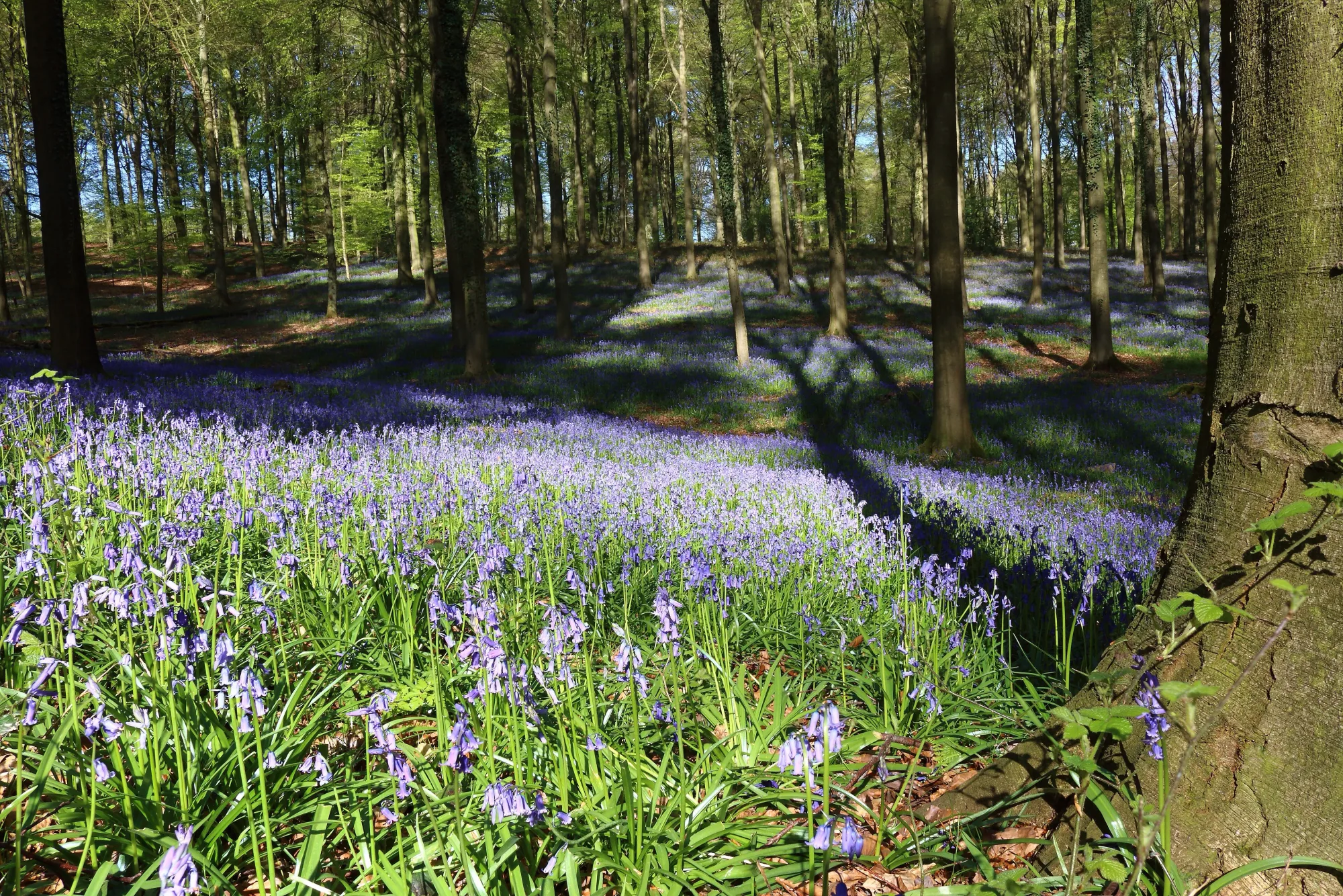 Brakelbos, Belgium