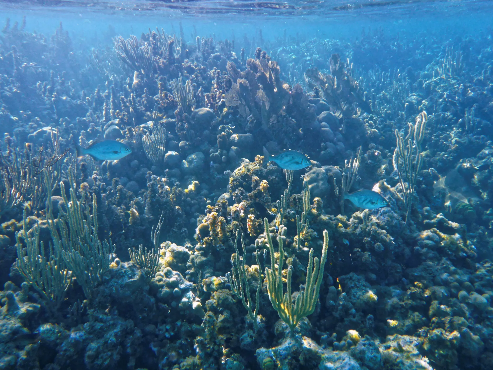Glover's Reef, Belize