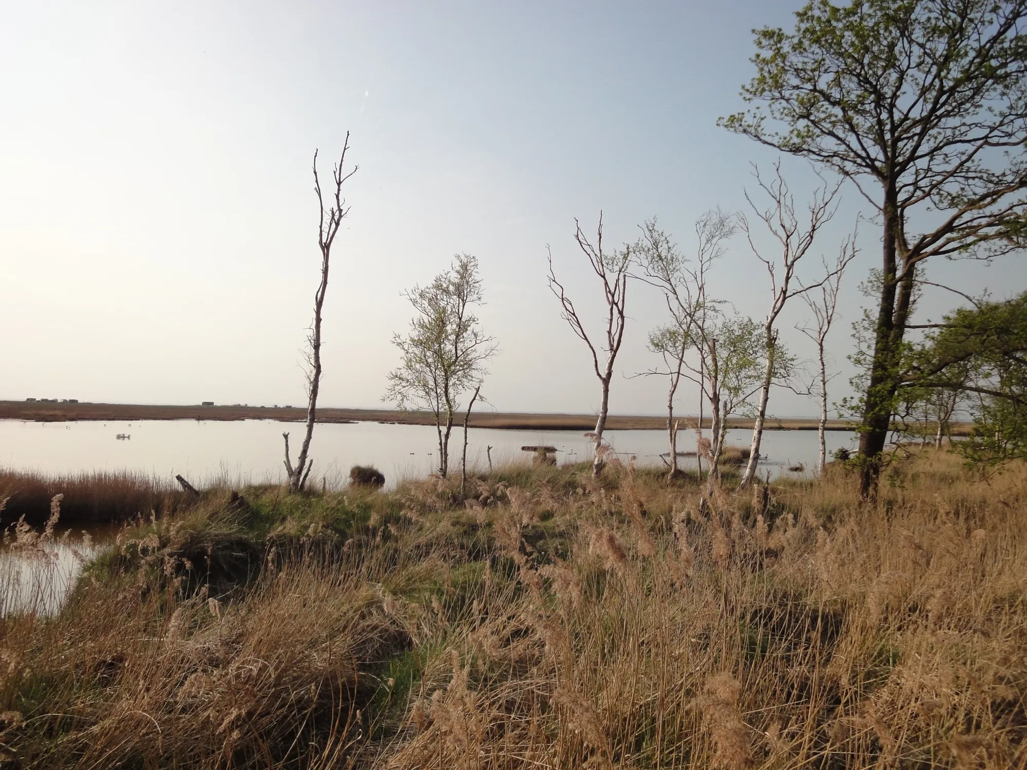 Schwimmendes Moor, Germany