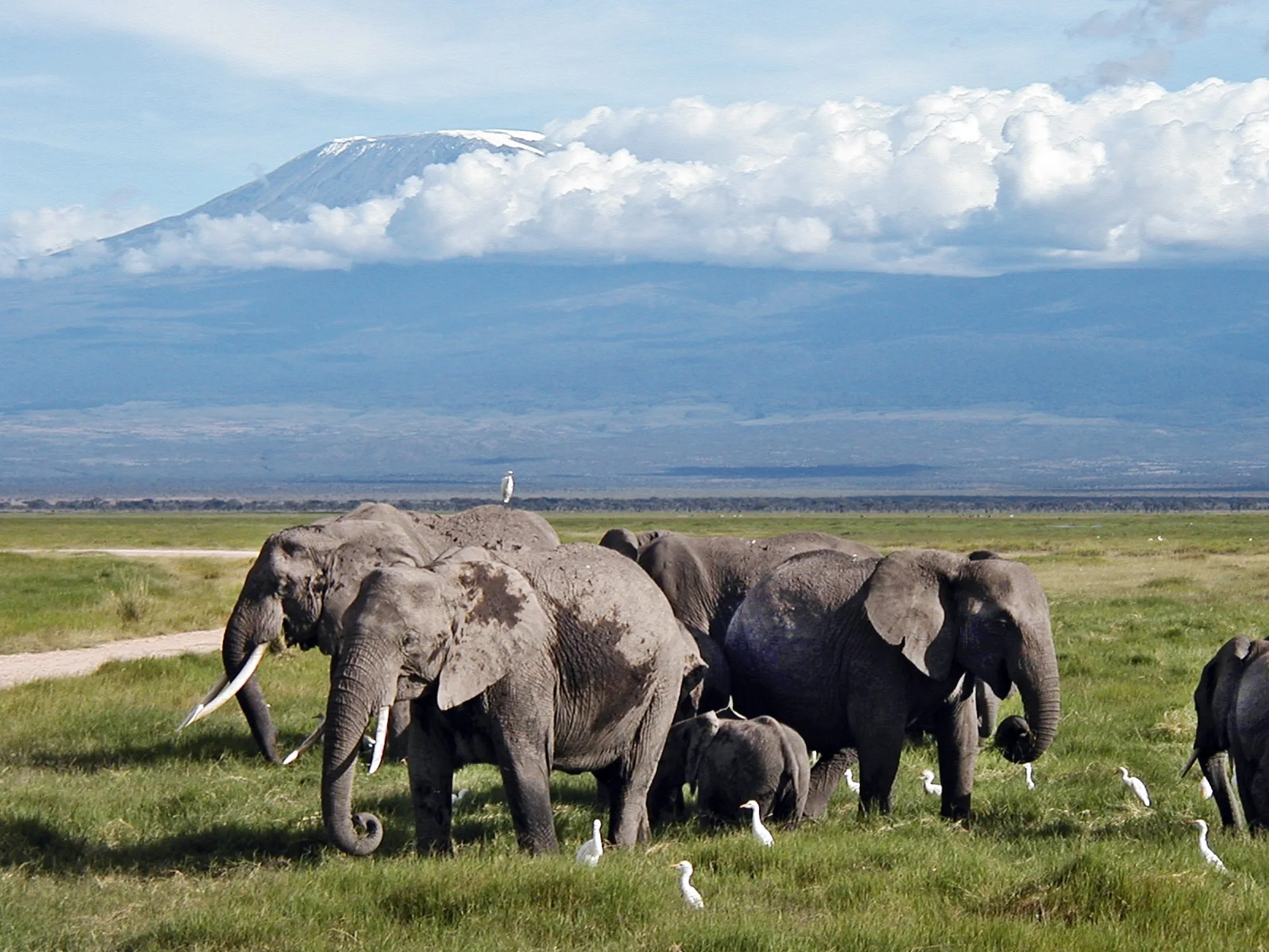 Amboseli National Park, Kenya