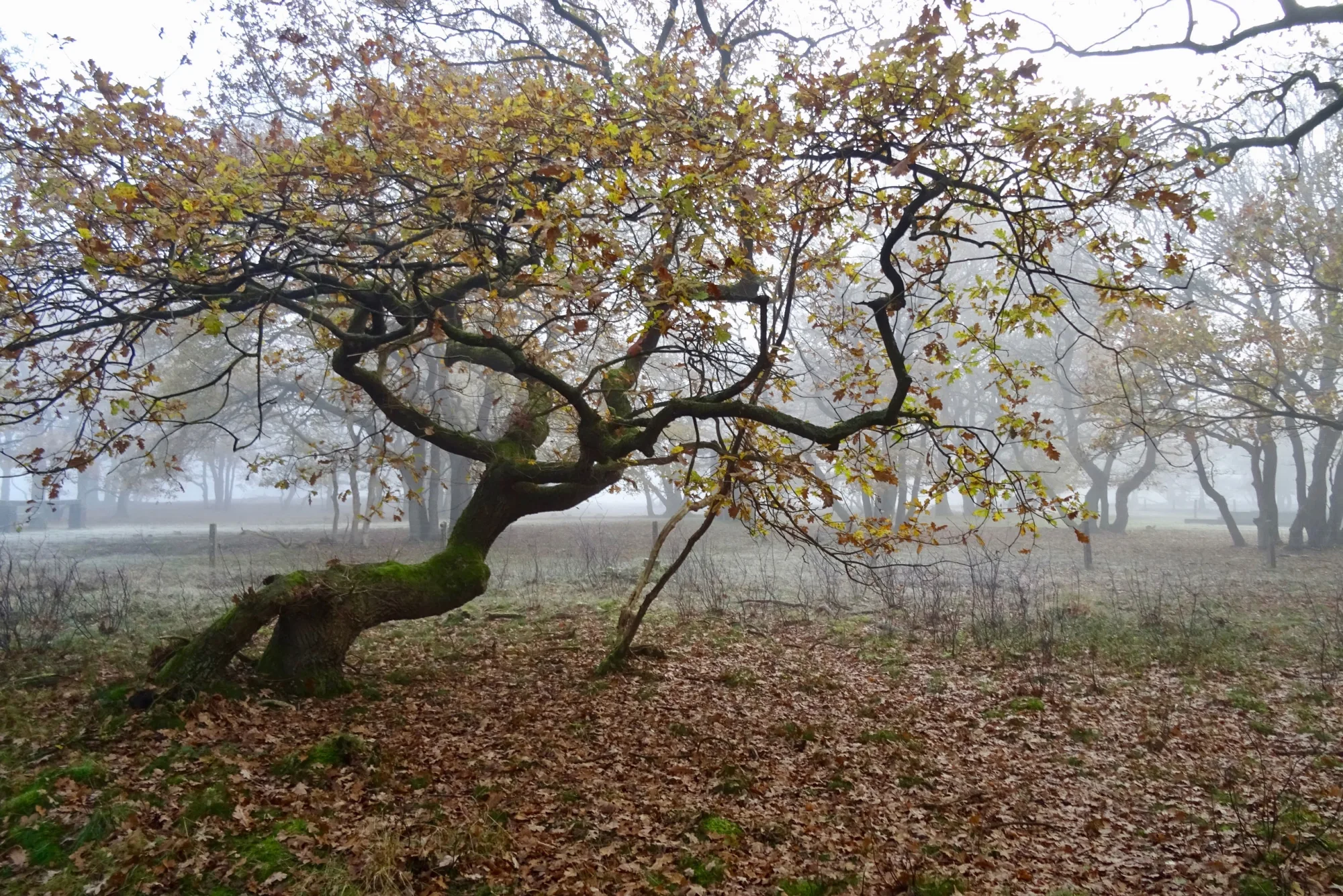 Strubben-Kniphorstbos, Netherlands
