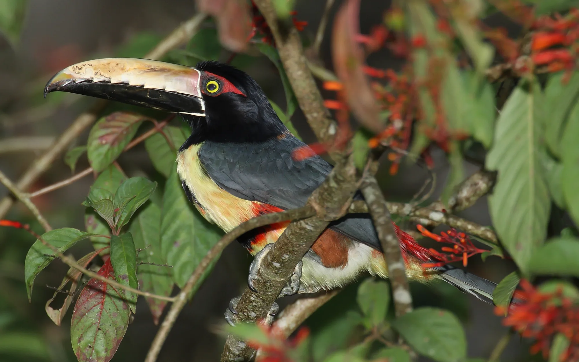 Darién National Park, Panama