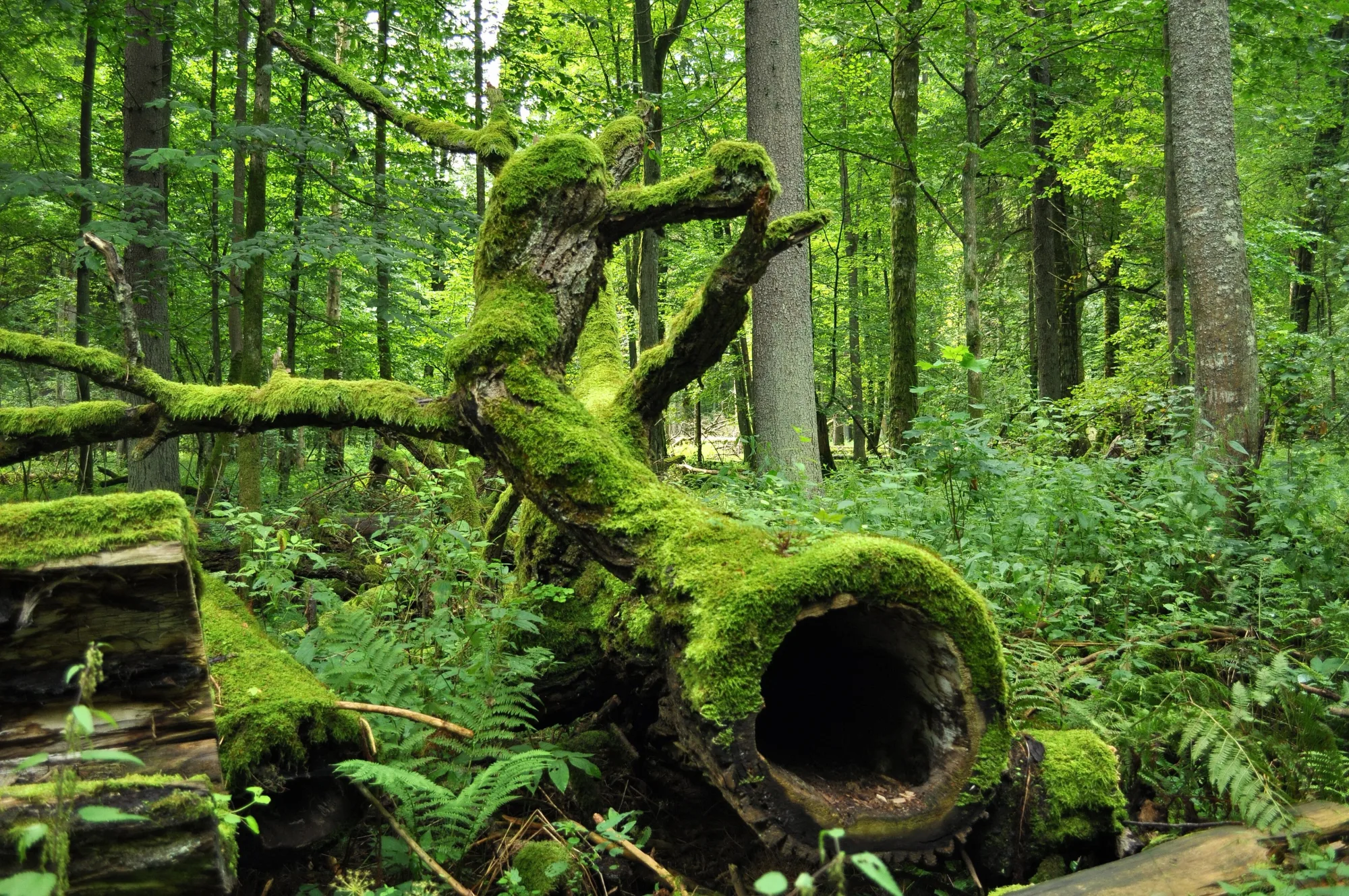 Białowieża National Park, Poland