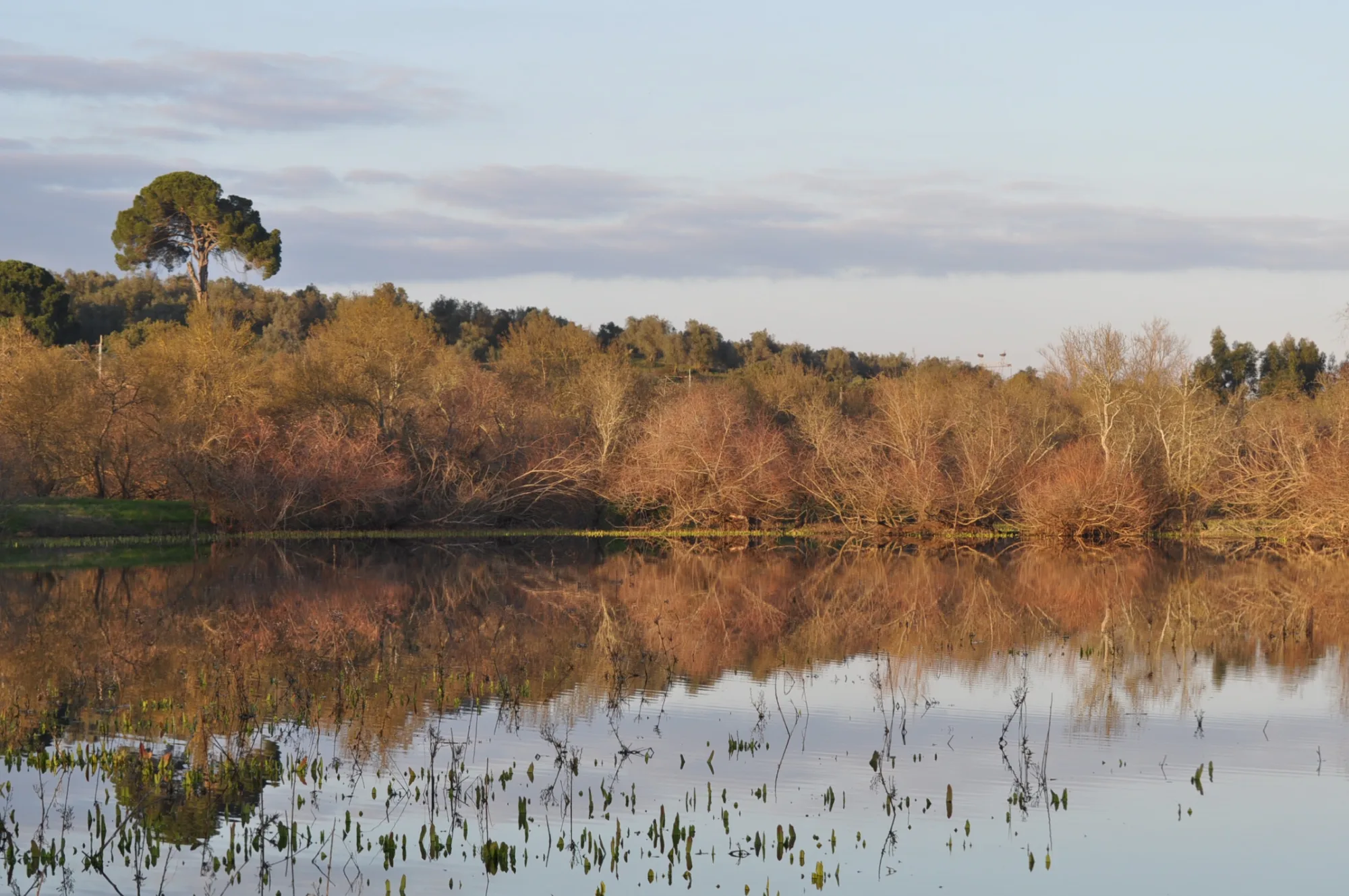 Boquilobo Bog Natural Reserve, Portugal