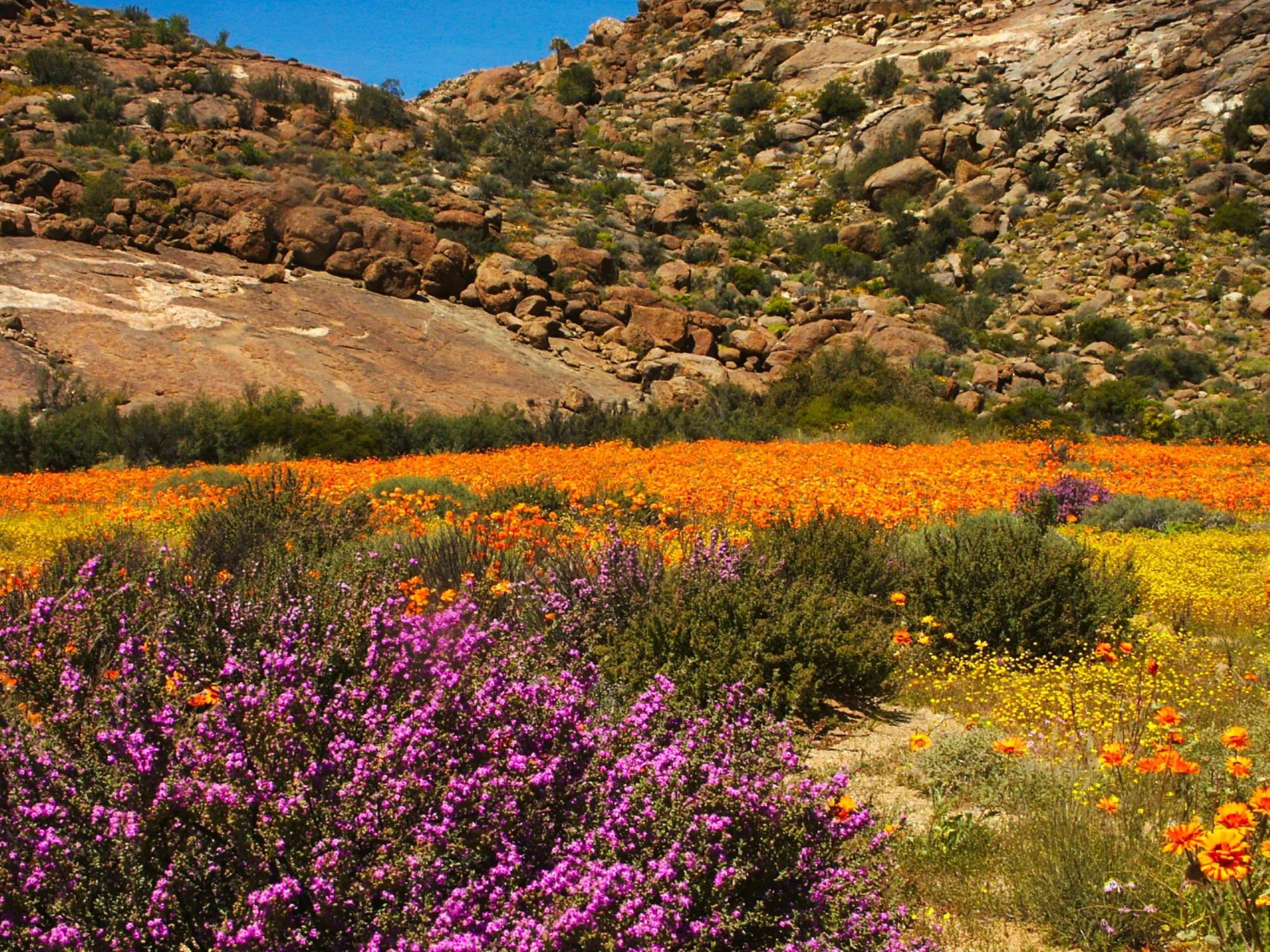 Goegap Nature Reserve, South Africa