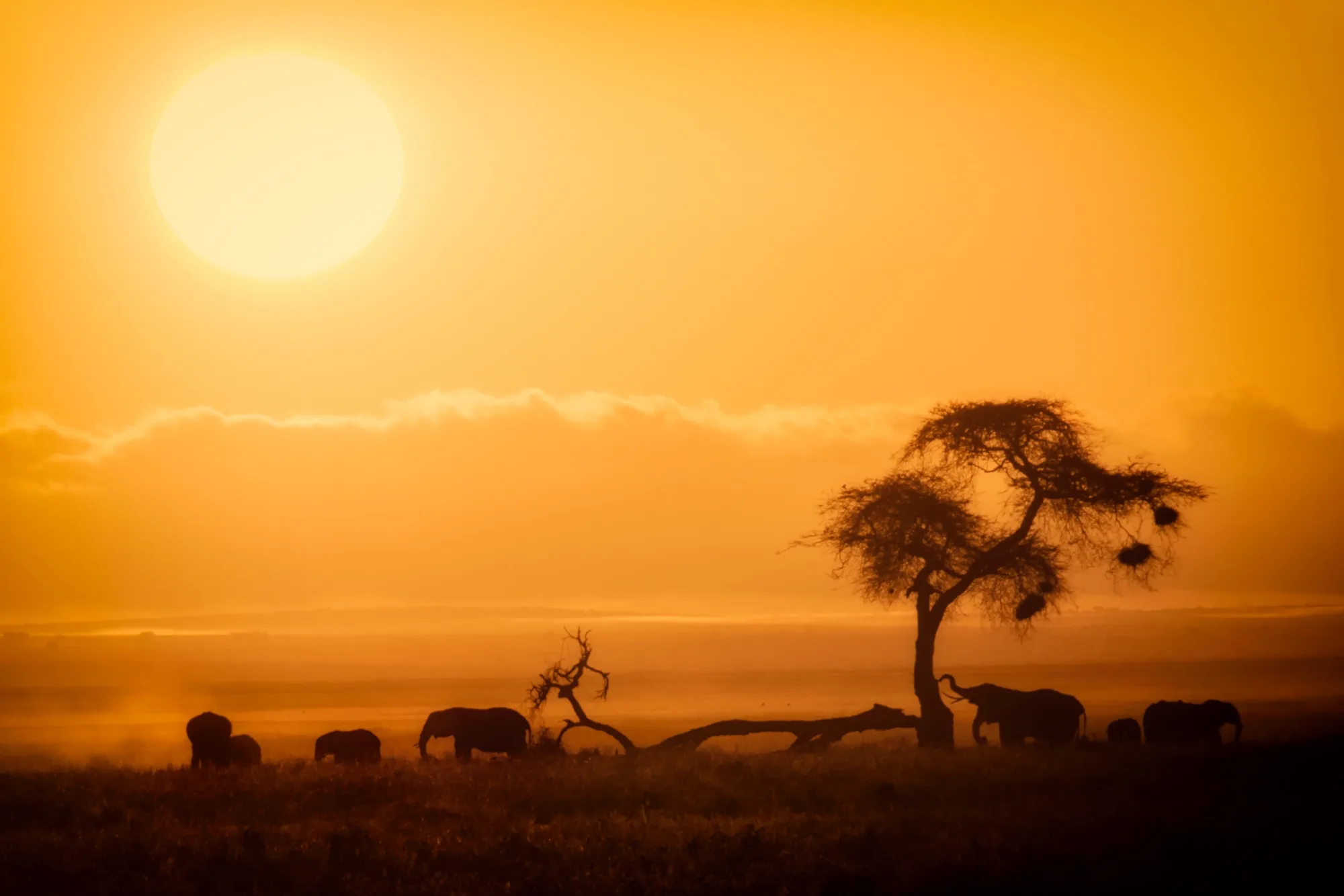 Amboseli National Park, Kenya