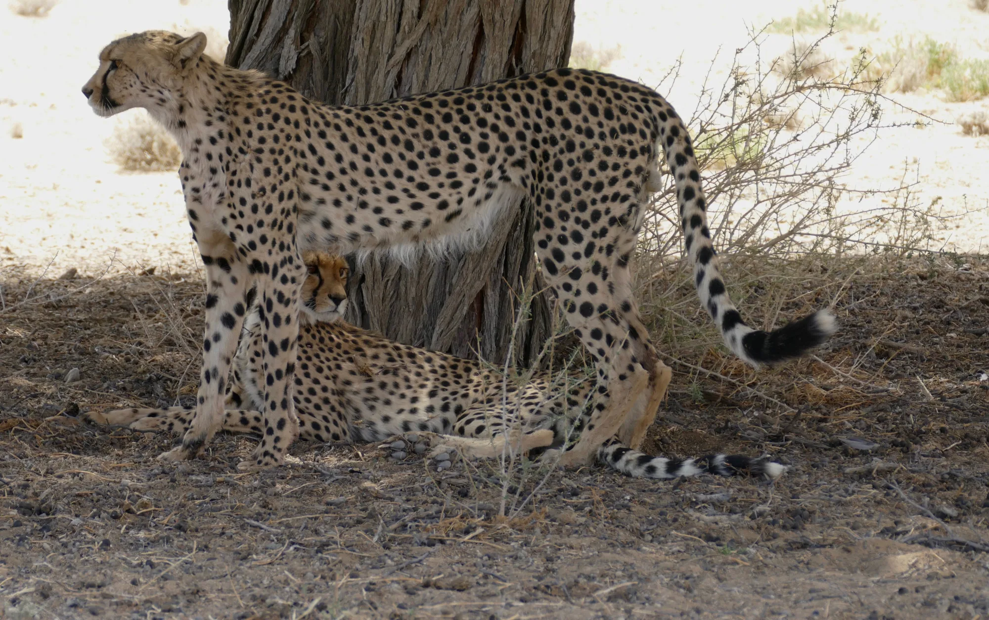 Kgalagadi Transfrontier Park, South Africa