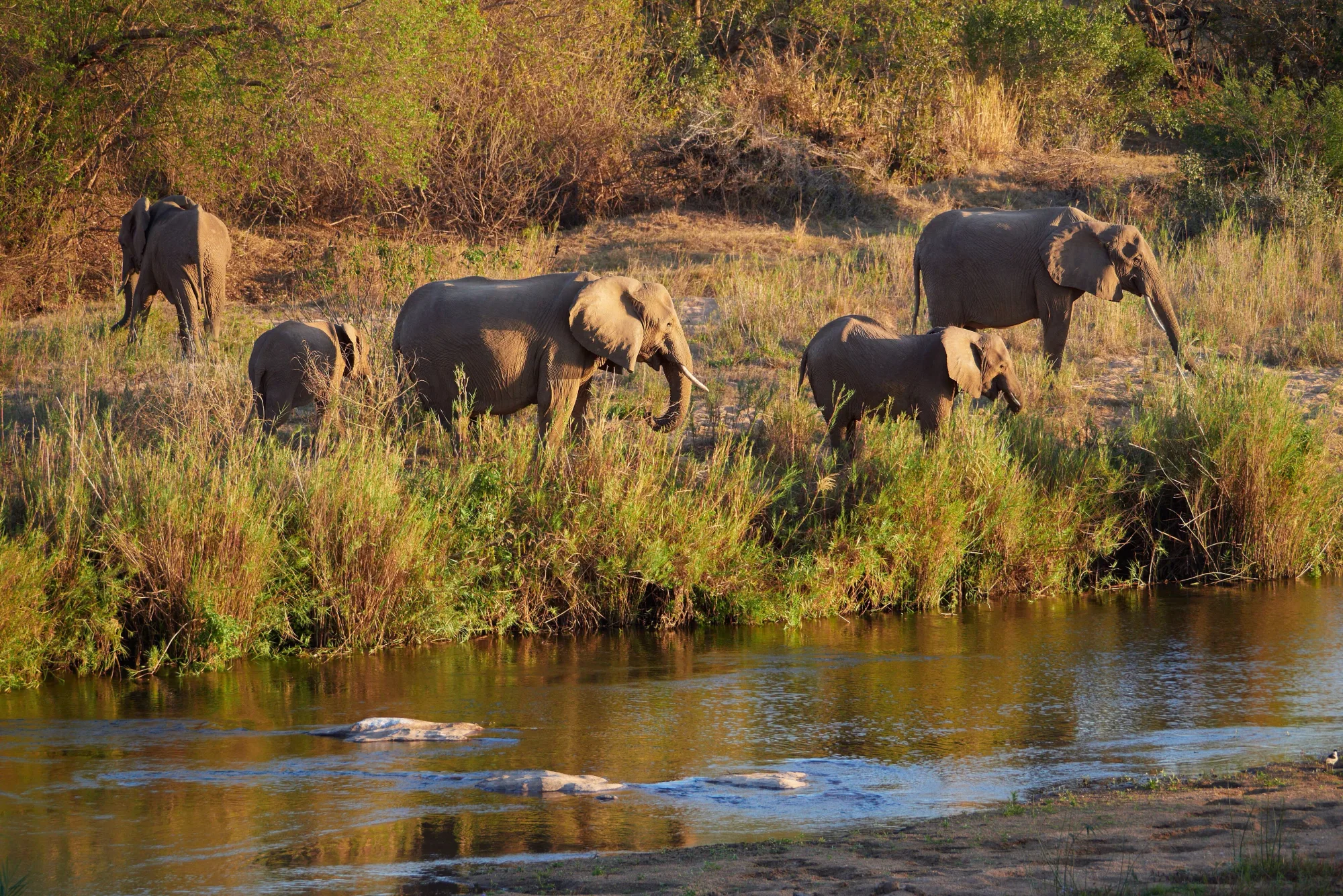 Kruger National Park, South Africa