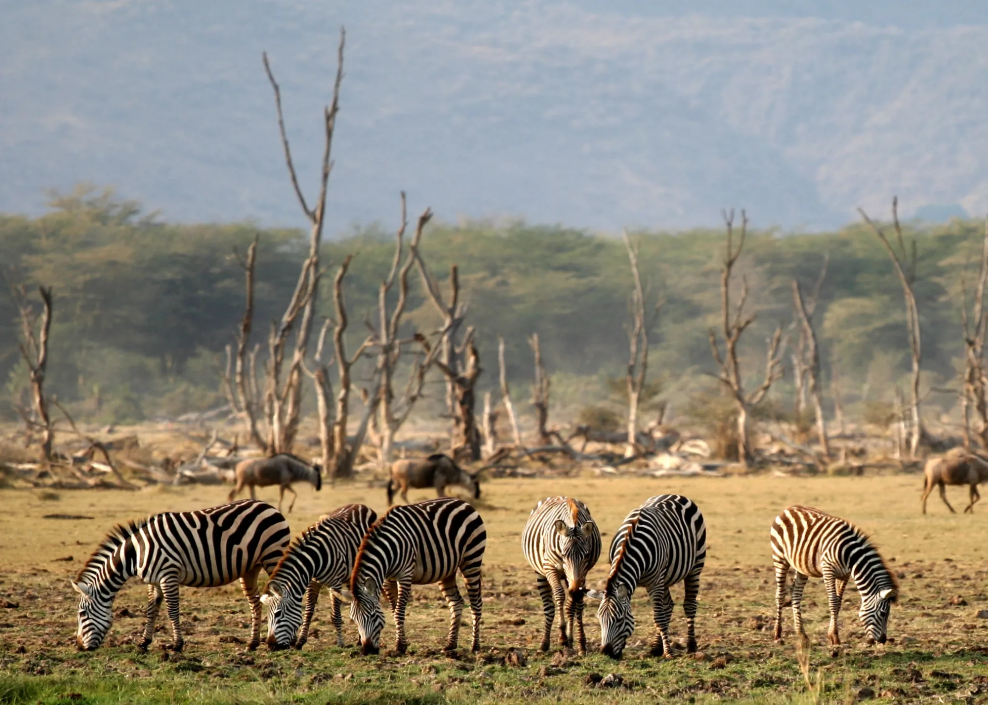 Lake Manyara National Park, Tanzania