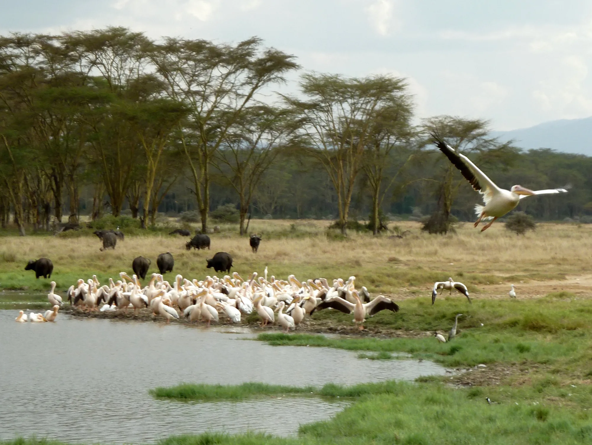 Lake Nakuru National Park, Kenya