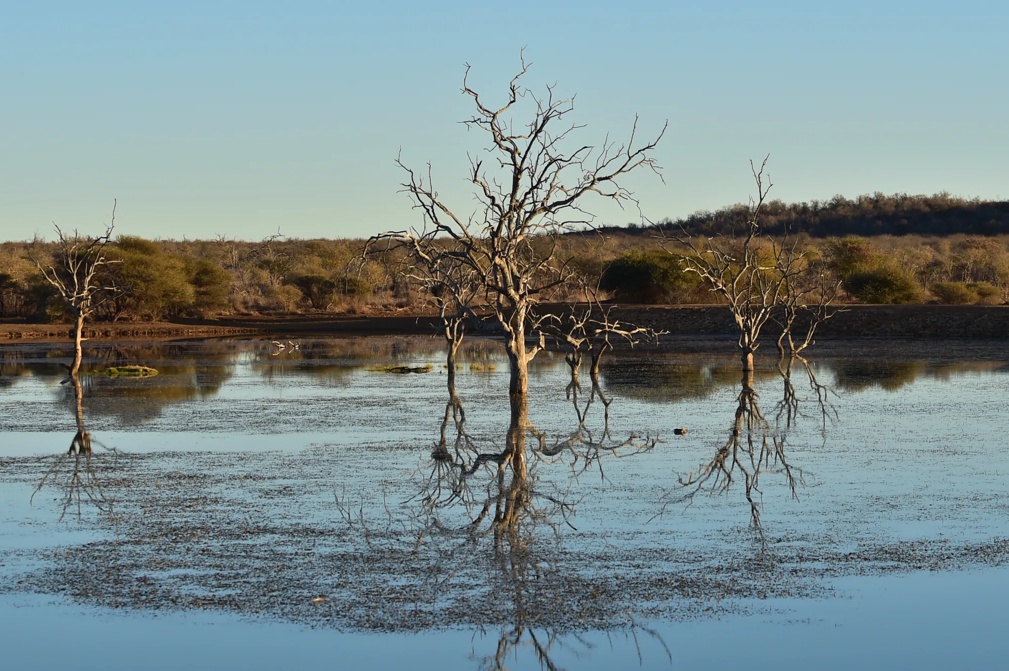 Madikwe Game Reserve, South Africa