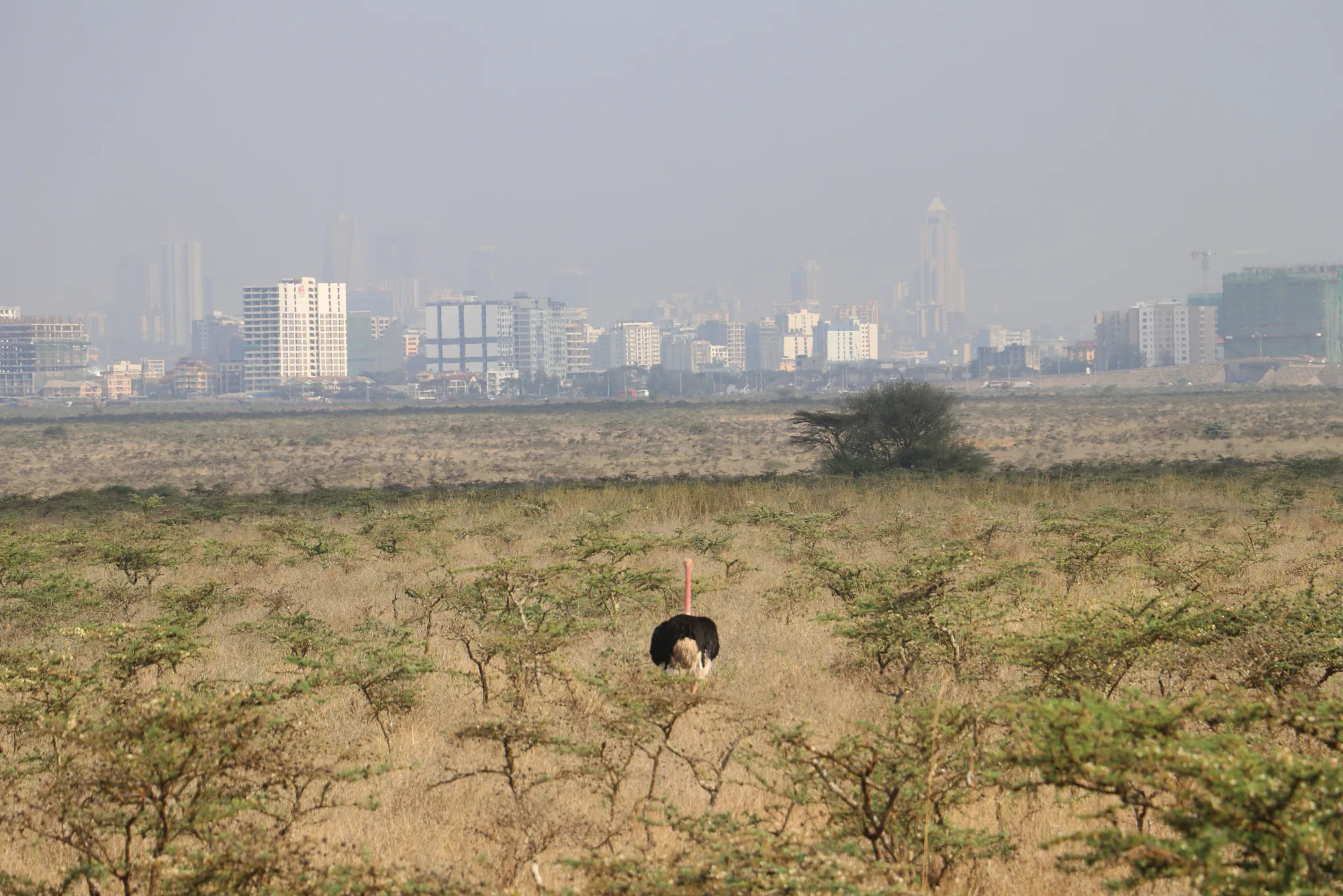 Nairobi National Park, Kenya