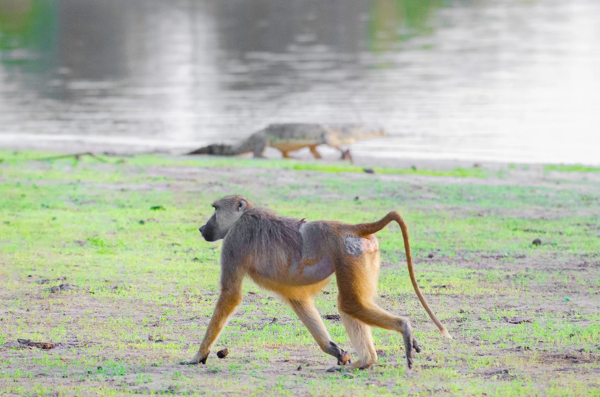 Nyerere National Park, Tanzania