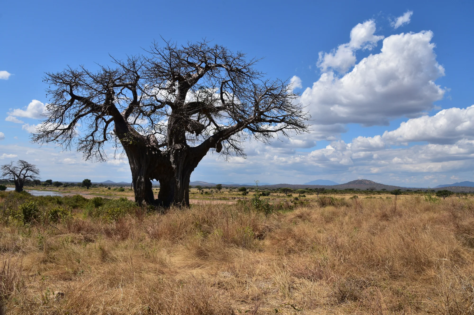 Ruaha National Park, Tanzania