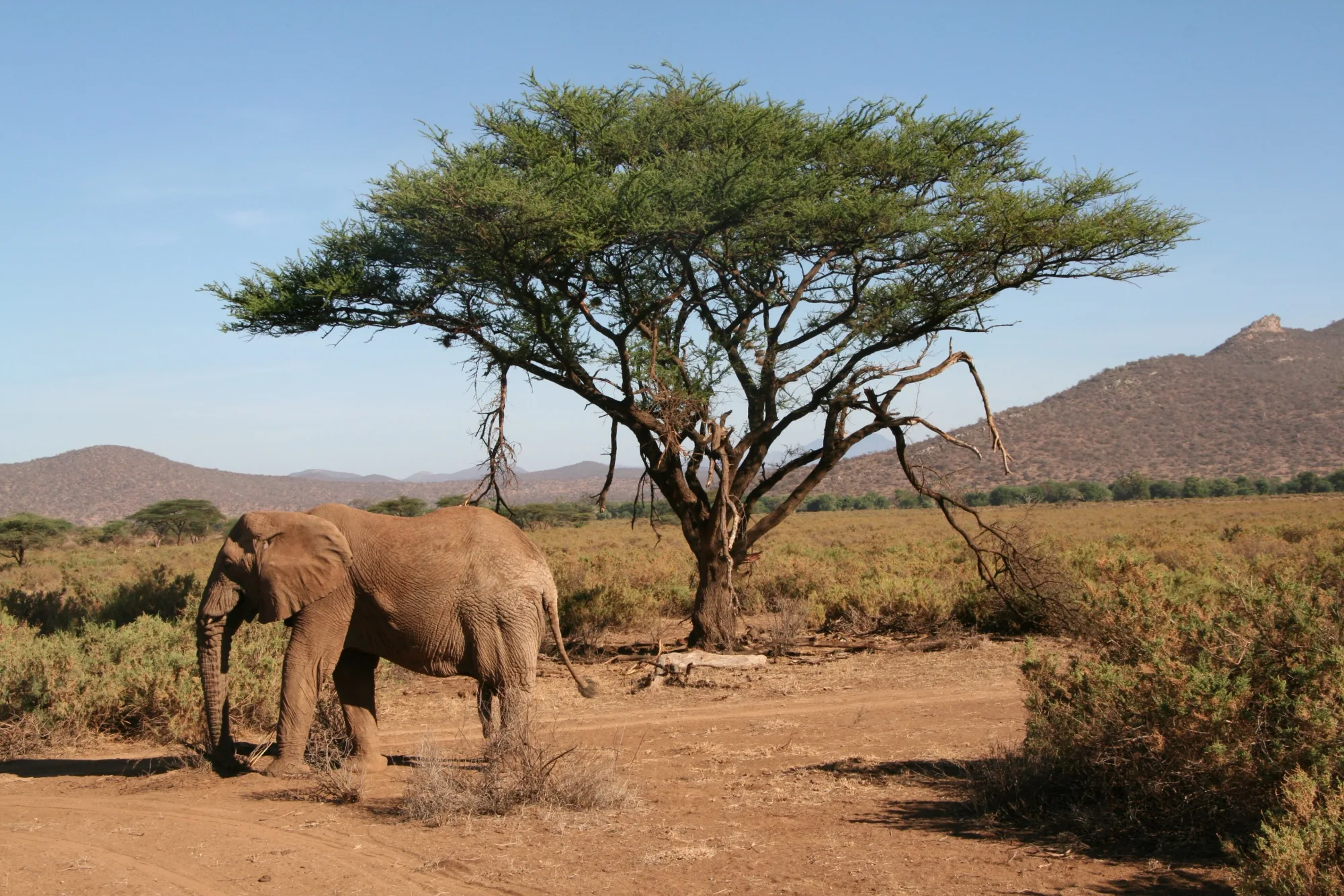 Samburu National Reserve, Kenya