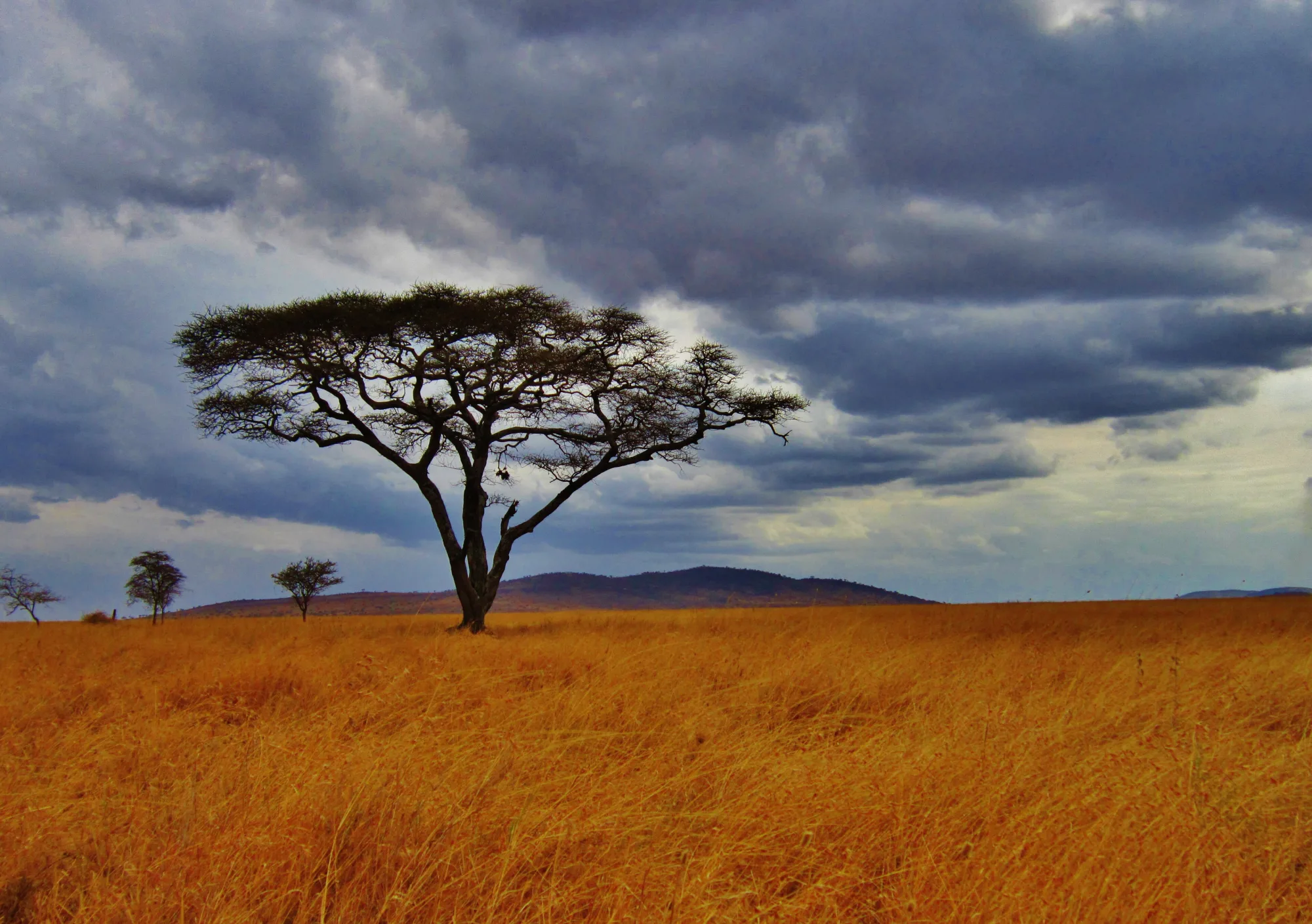 Serengeti National Park, Tanzania