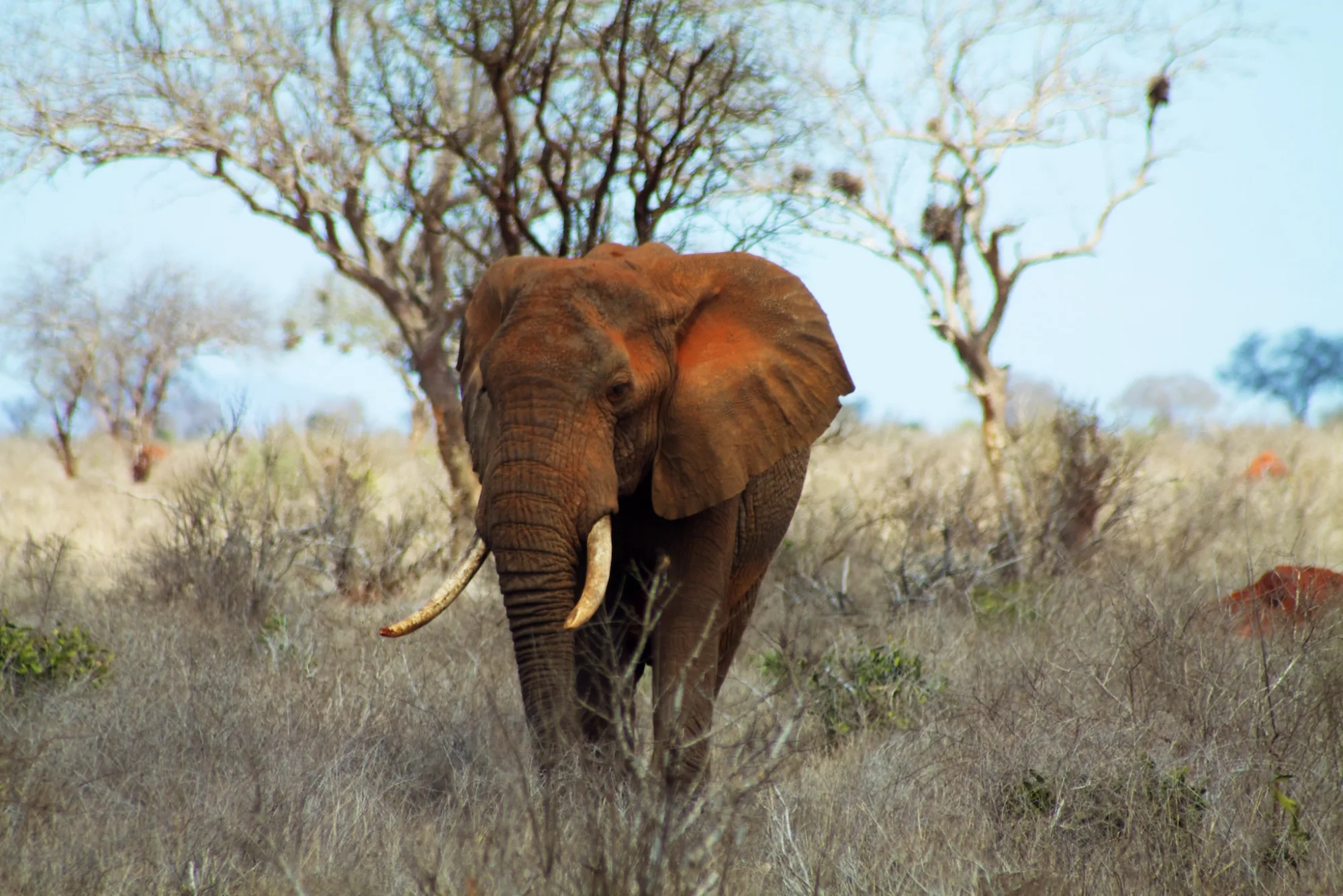 Tsavo East National Park, Kenya