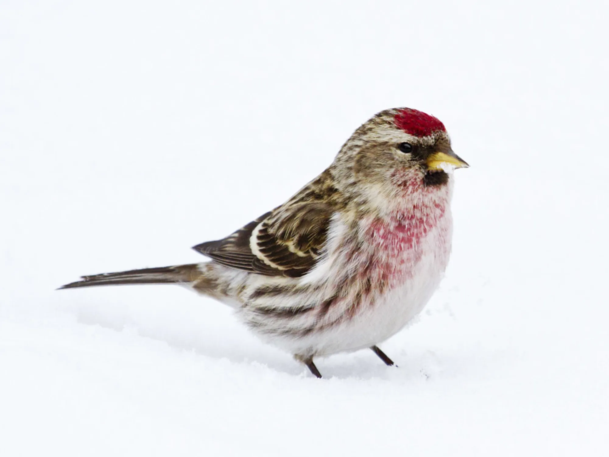 Common Redpoll