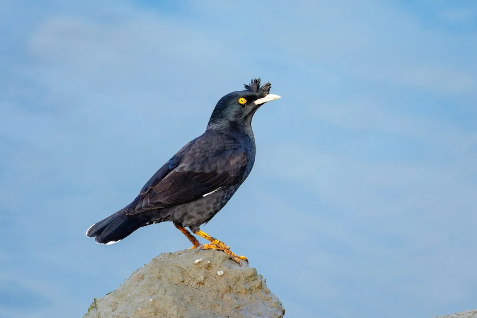 Crested Myna