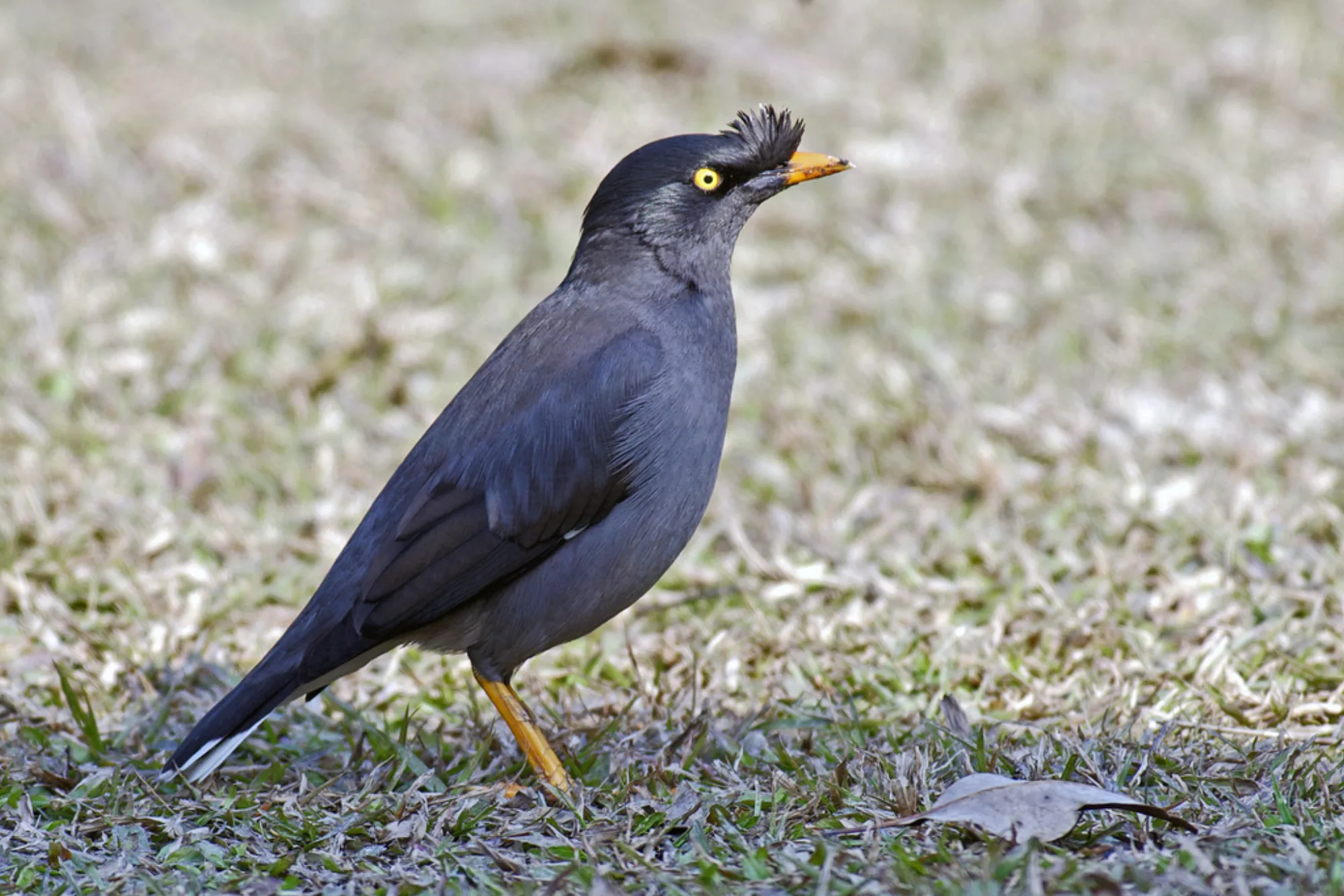 Jungle Myna