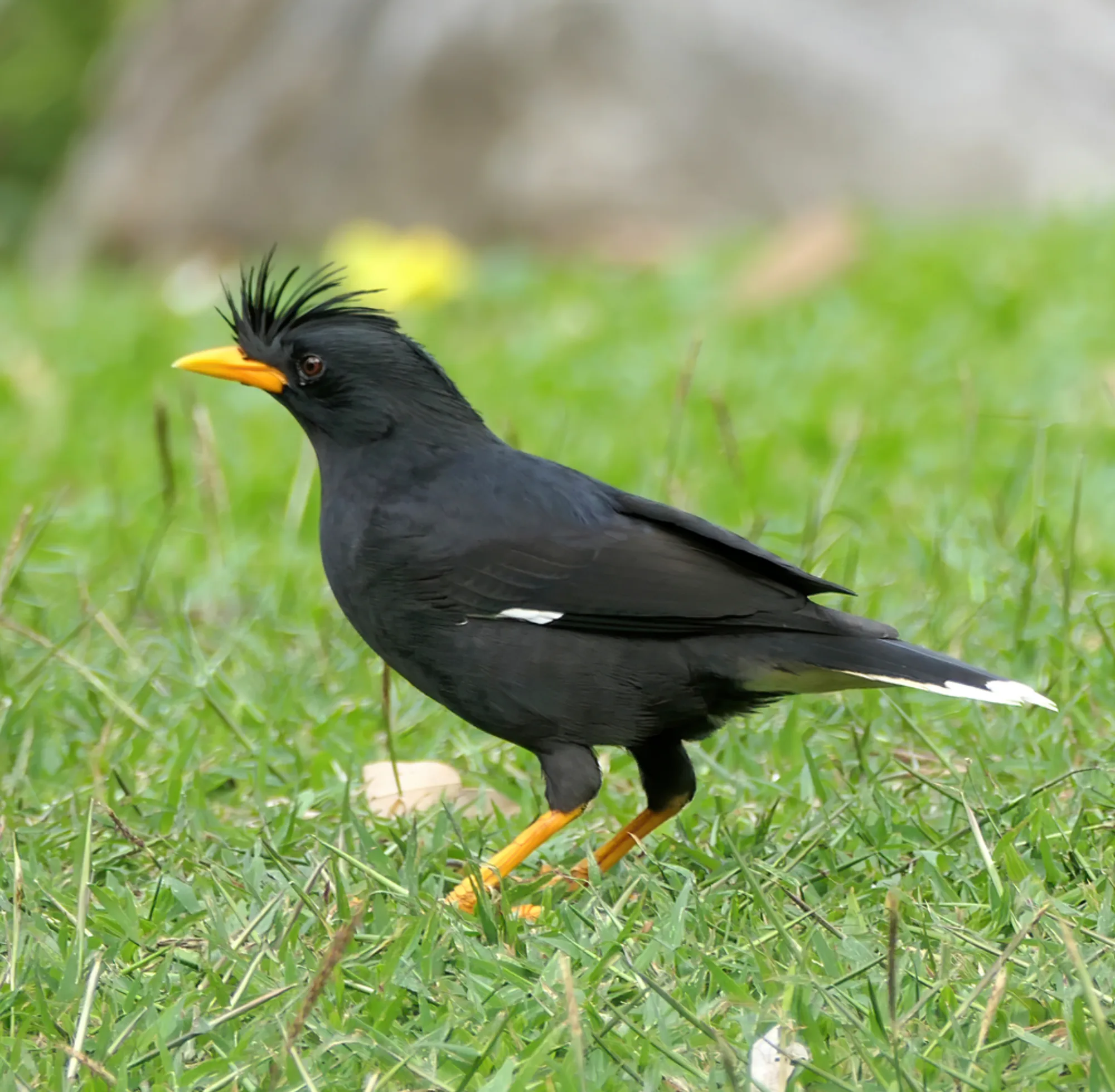 Great Myna