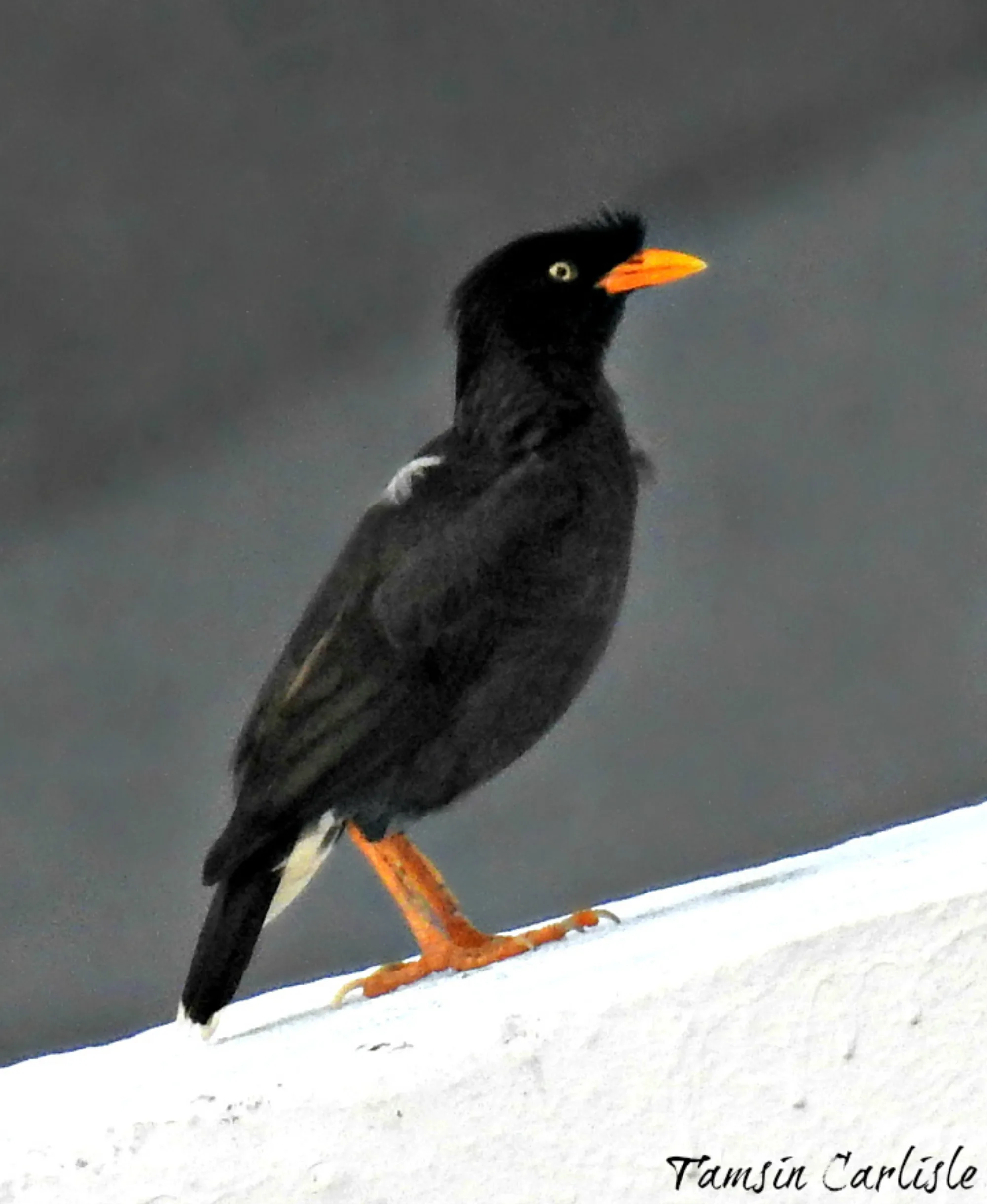 Javan Myna