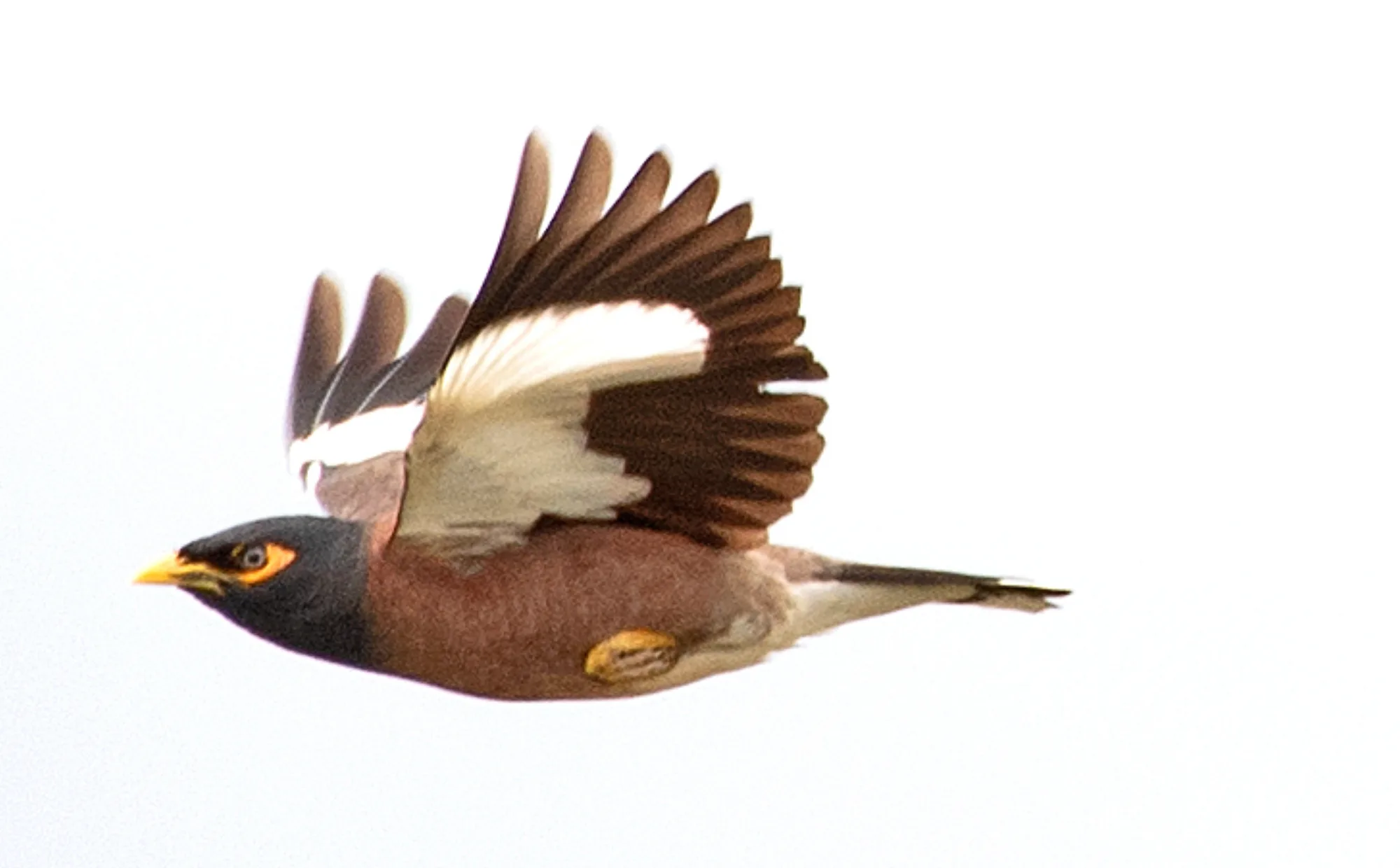 Common Myna