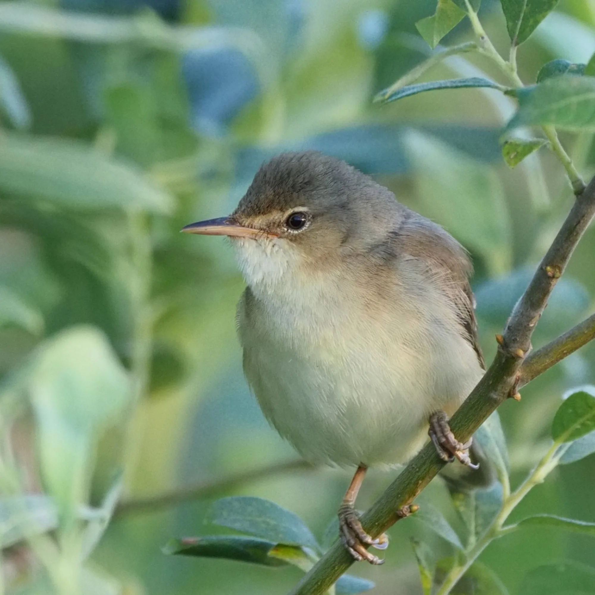 Marsh Warbler