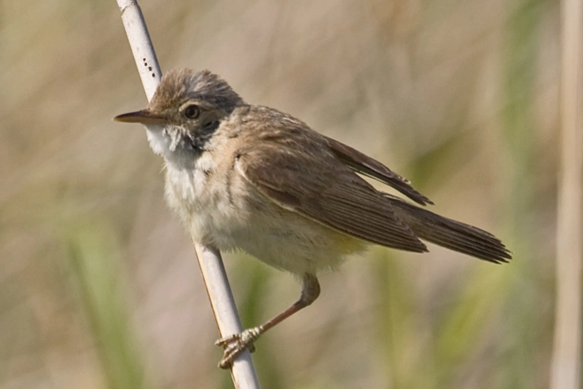 Eurasian Reed Warbler