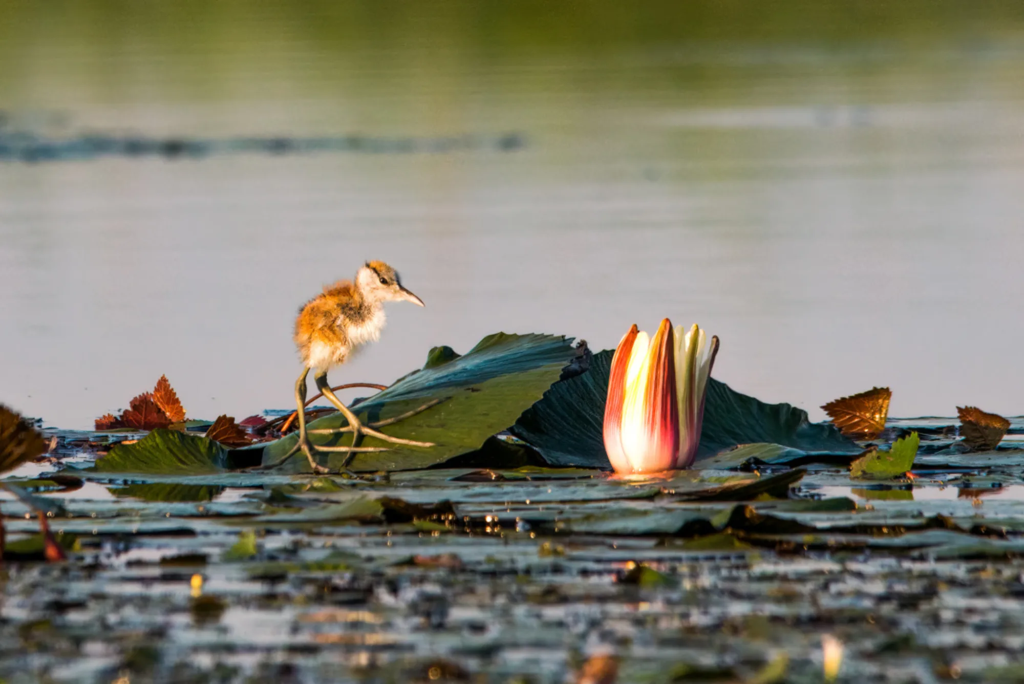 African Jacana
