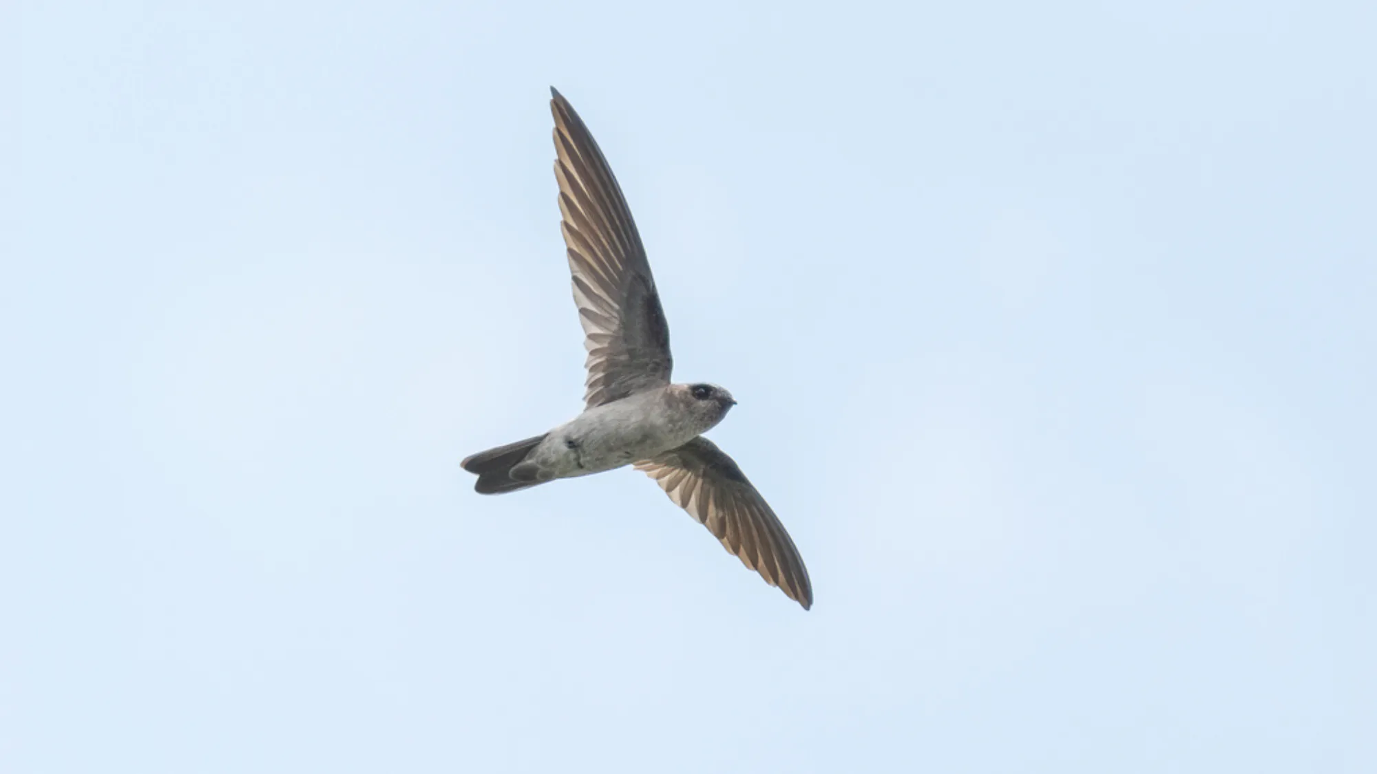 Edible-nest Swiftlet