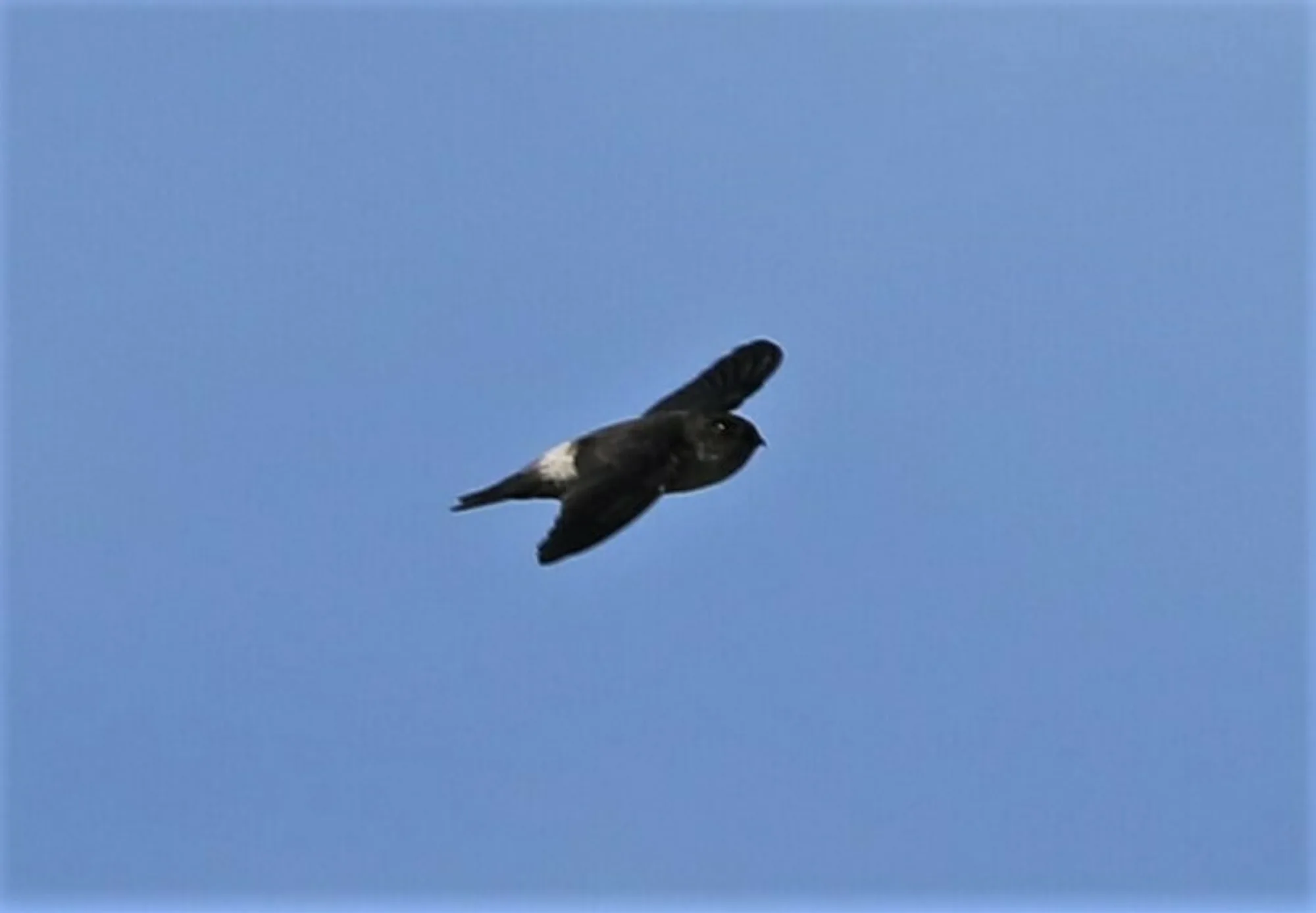 White-rumped Swiftlet