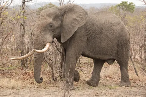 African Elephant