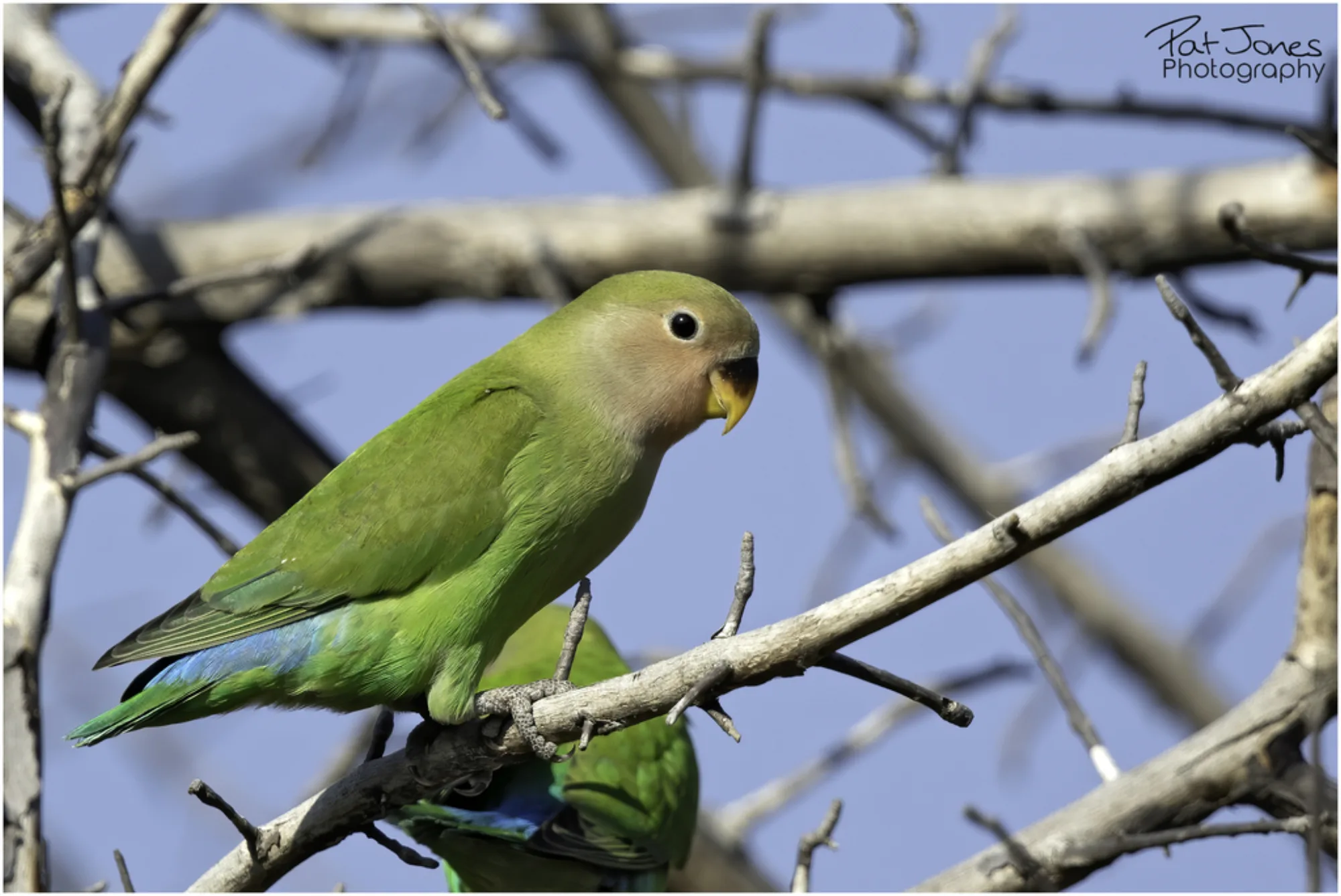 Rosy-faced Lovebird