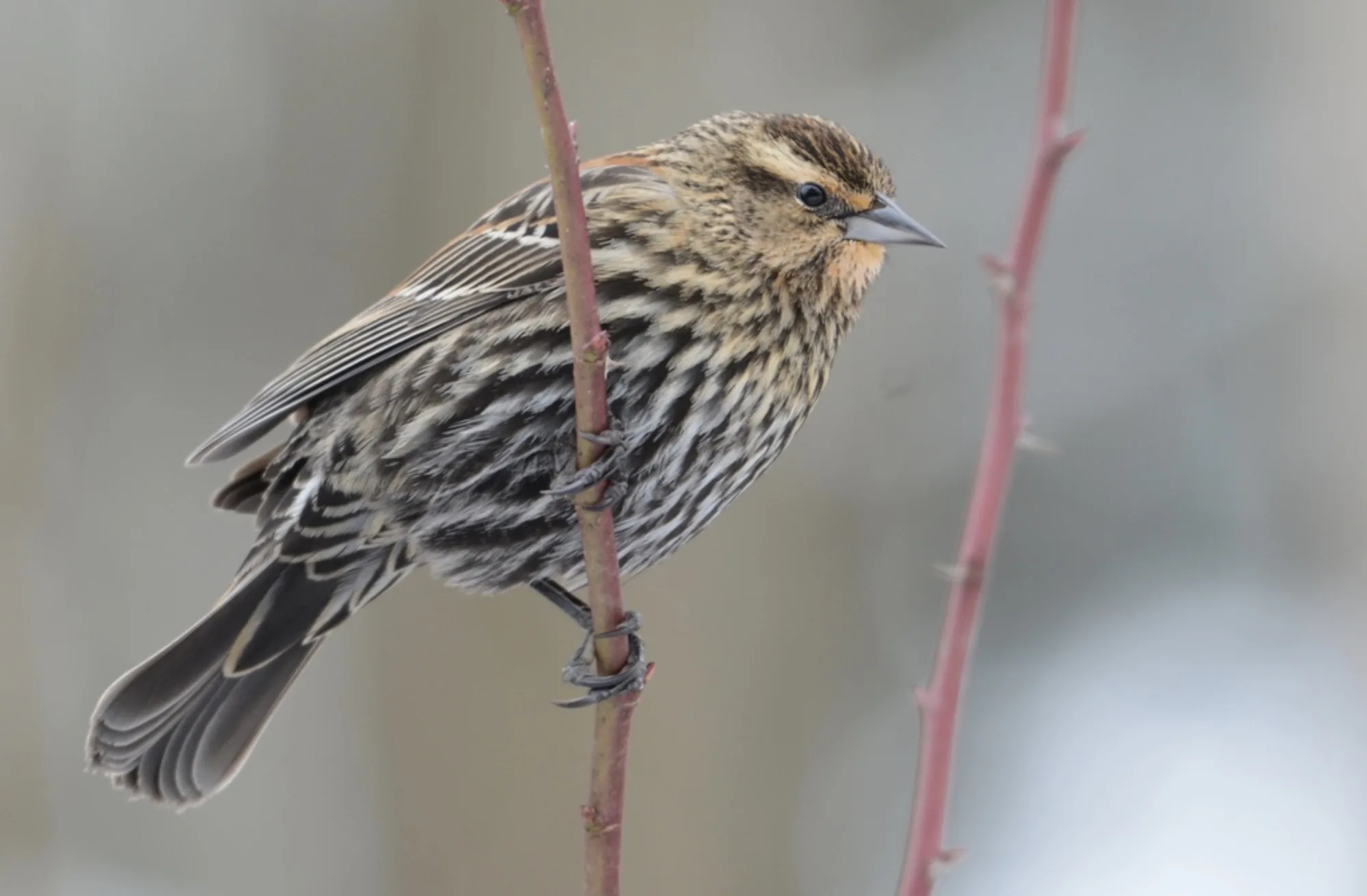 Red-winged Blackbird