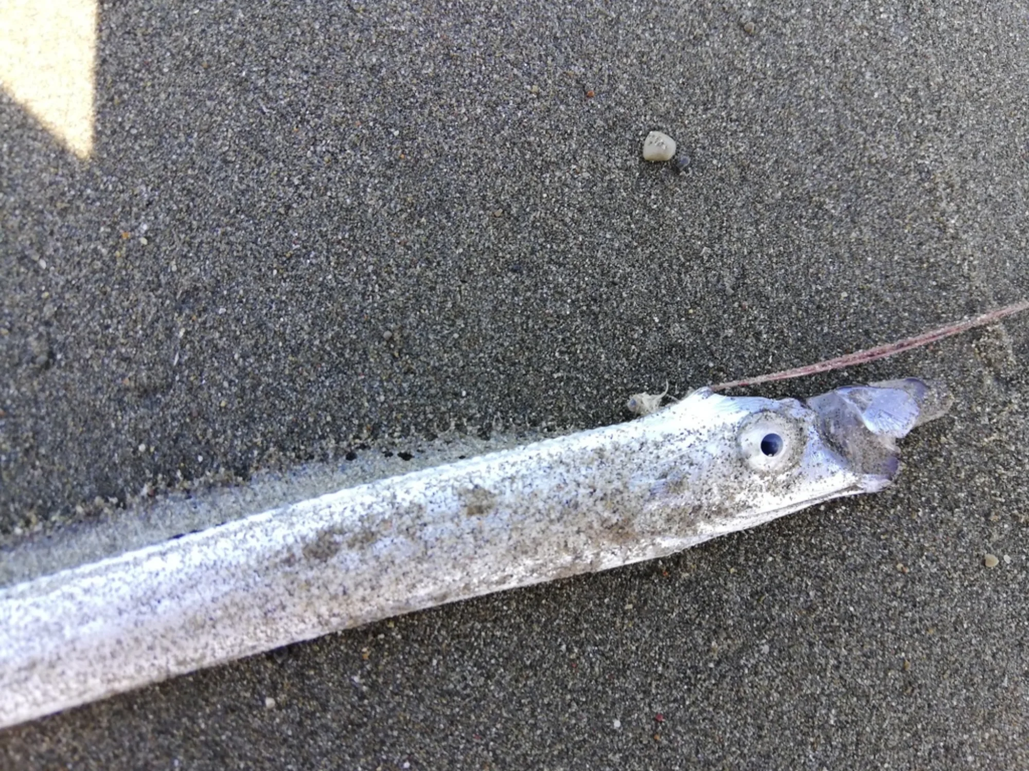 Benham's Streamer-fish