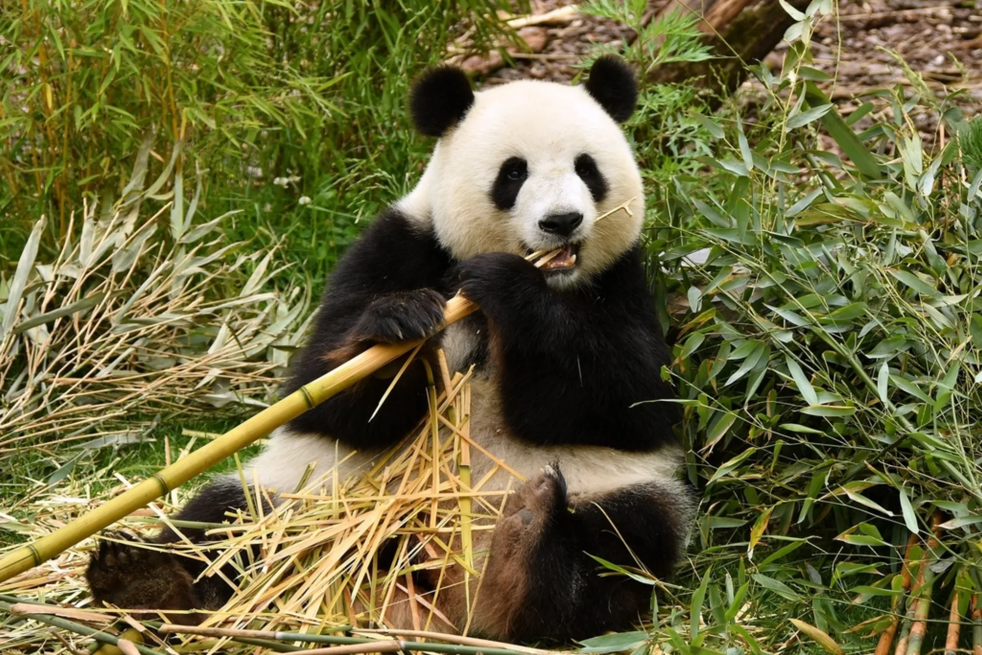 Giant Panda