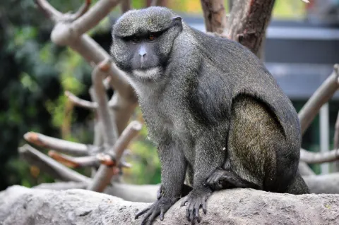 Allen's Swamp Monkey
