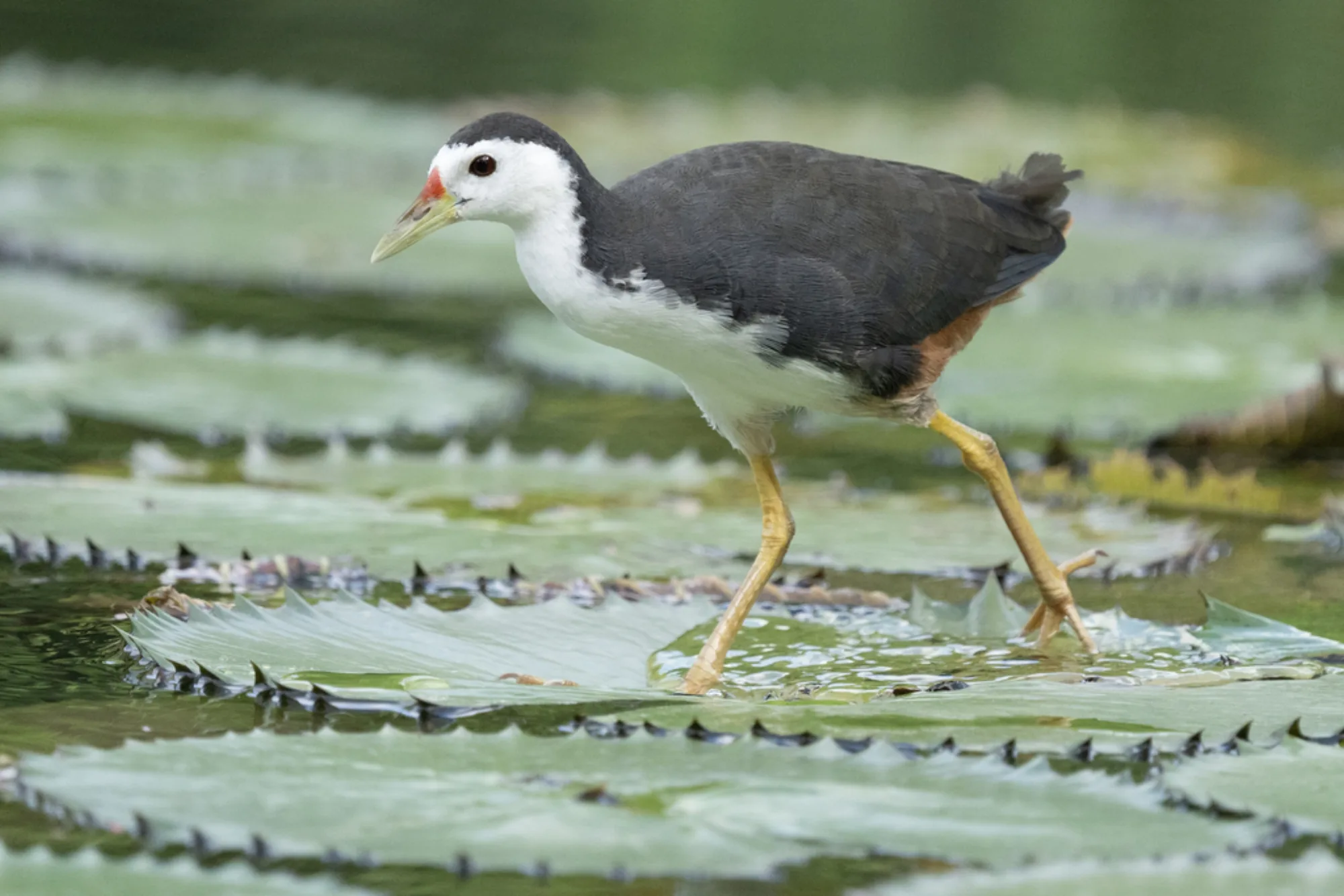 White-breasted Waterhen