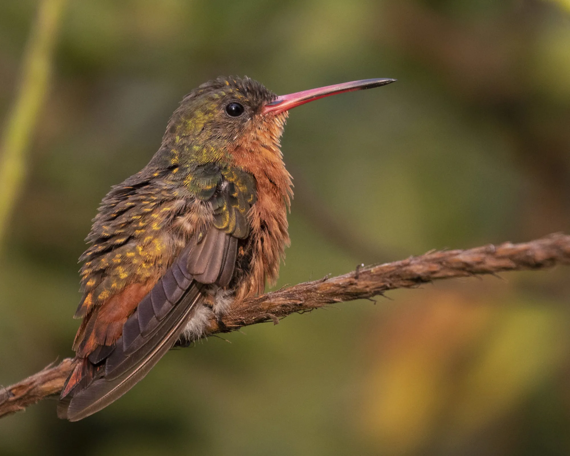 Cinnamon Hummingbird