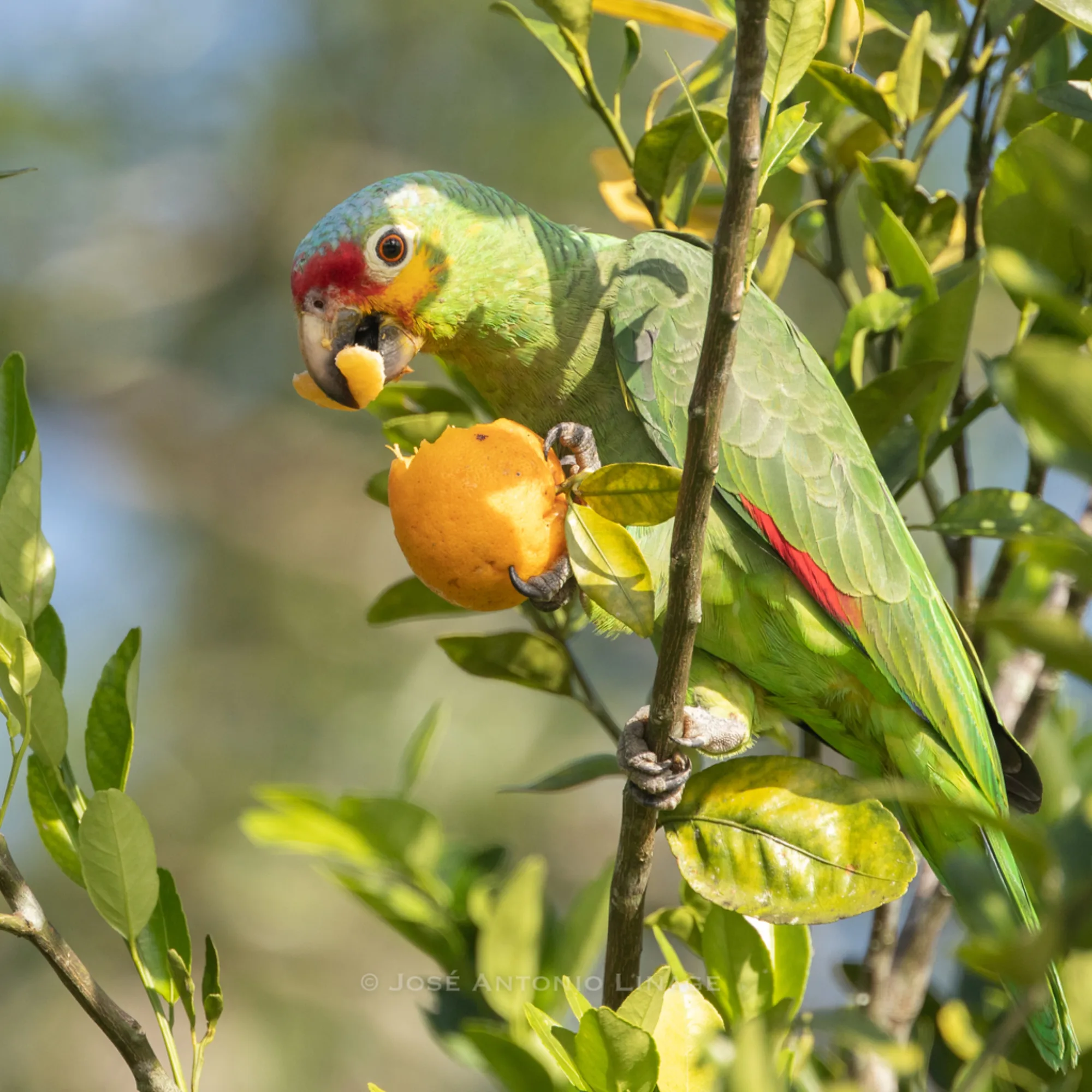 Red-lored Amazon