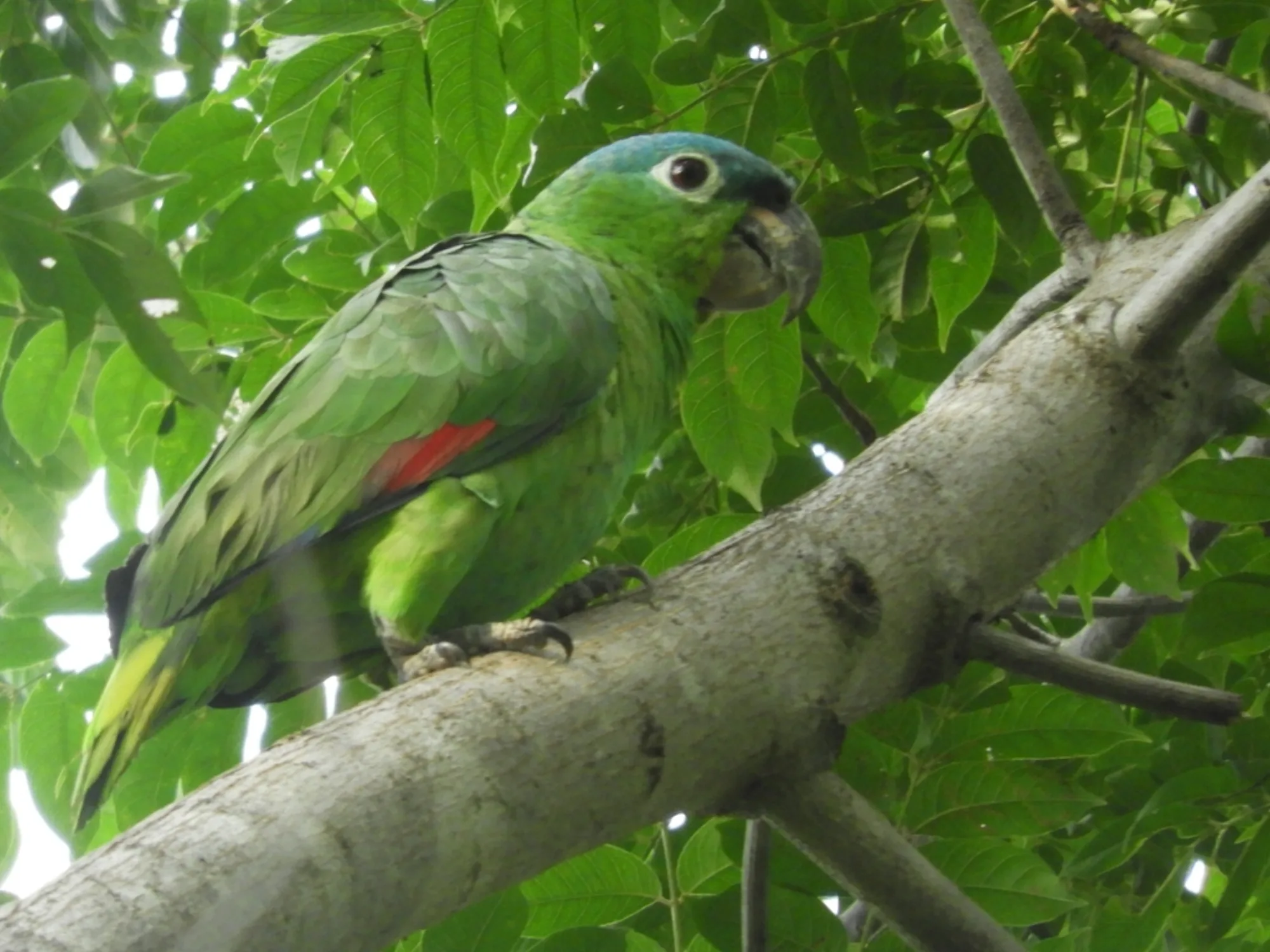 Mealy Amazon