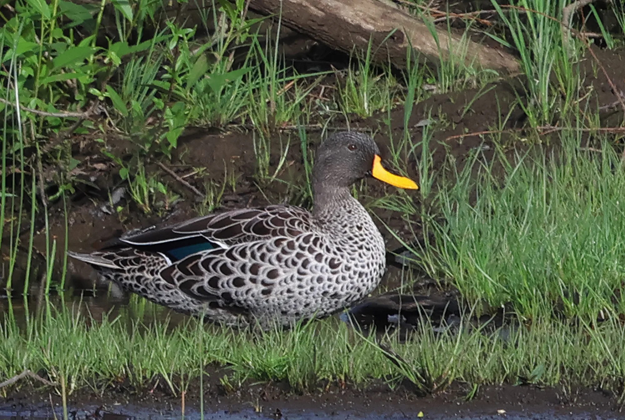 Yellow-billed Duck