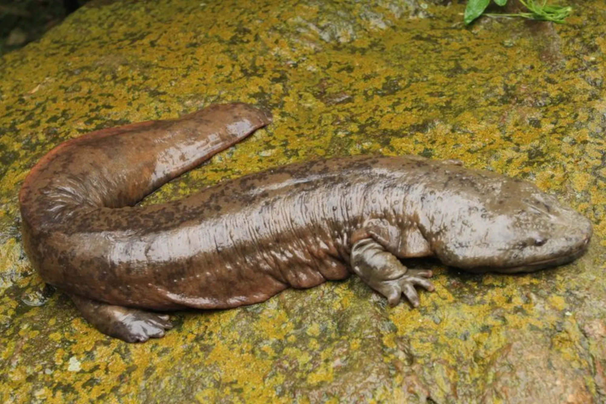 Chinese Giant Salamander