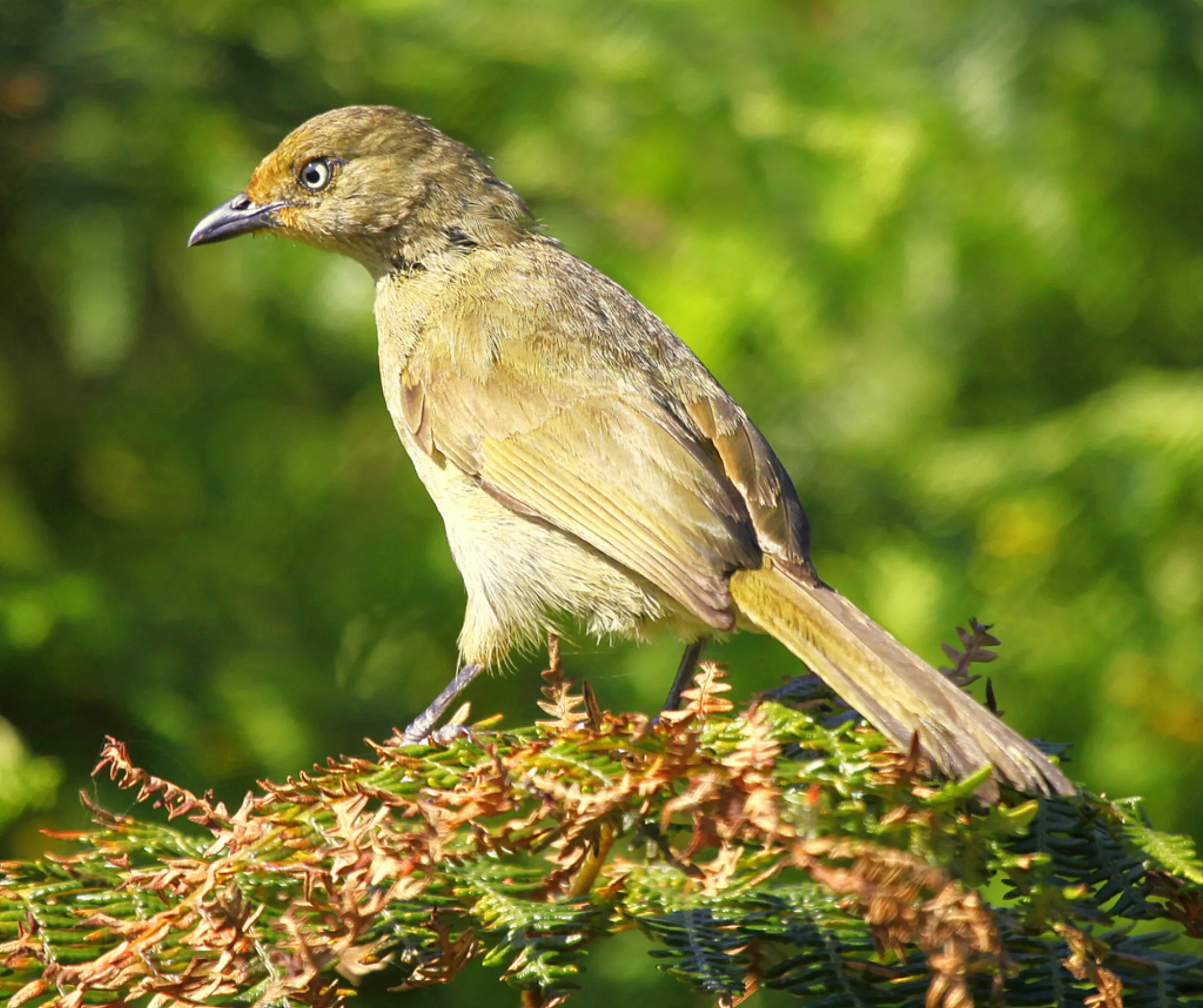 Sombre Greenbul