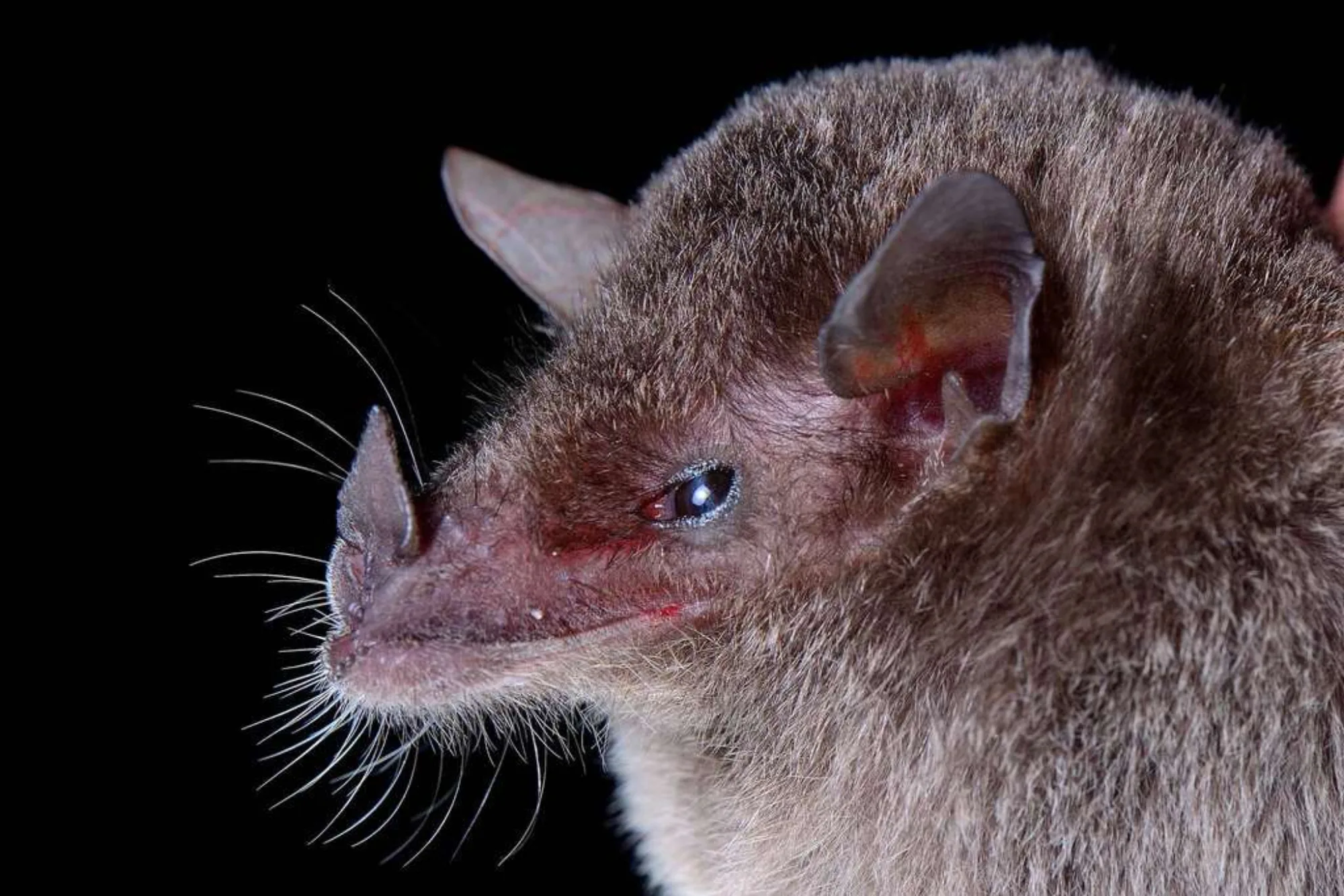 Geoffroy's Tailless Bat