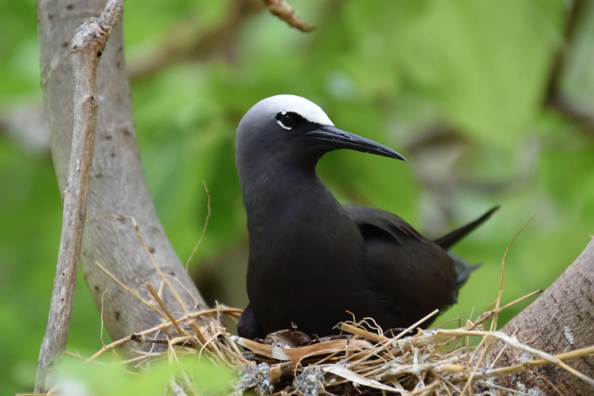 Black Noddy
