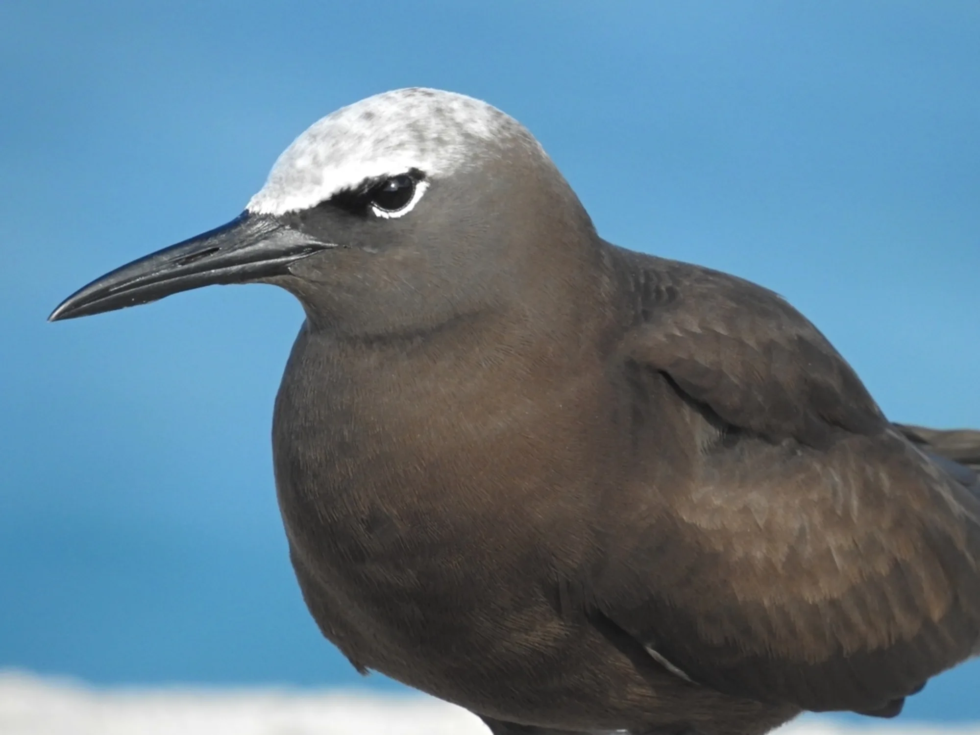 Brown Noddy