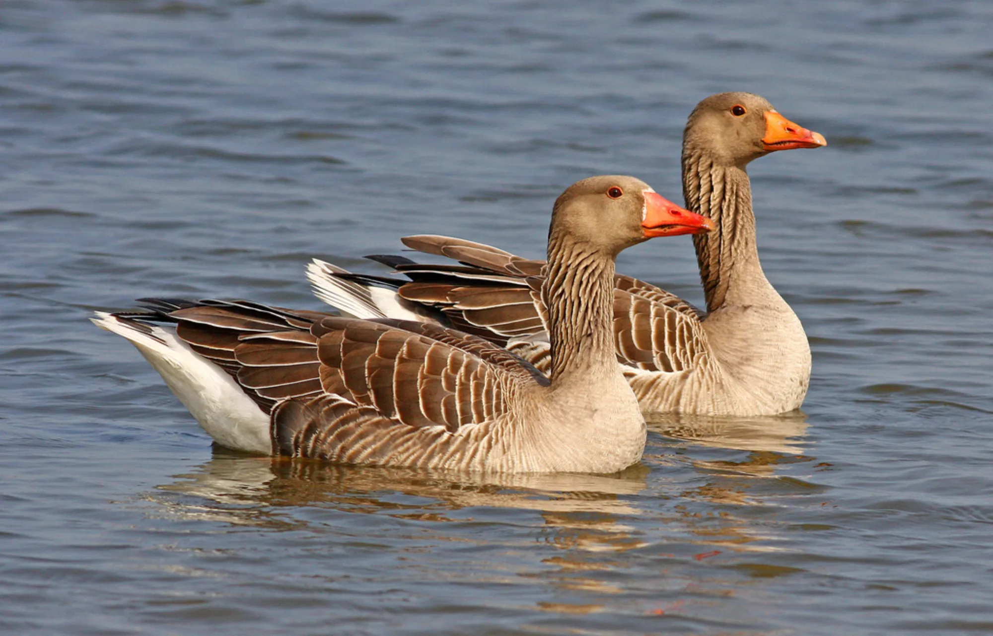 Greylag Goose