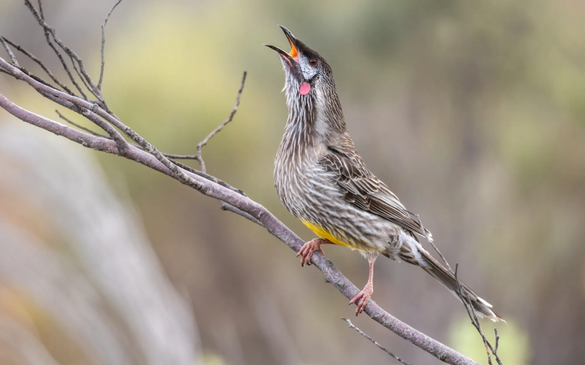 Red Wattlebird